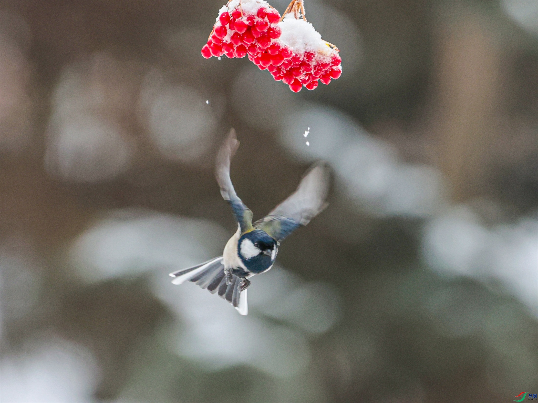 1K3A3546 ����1.jpg