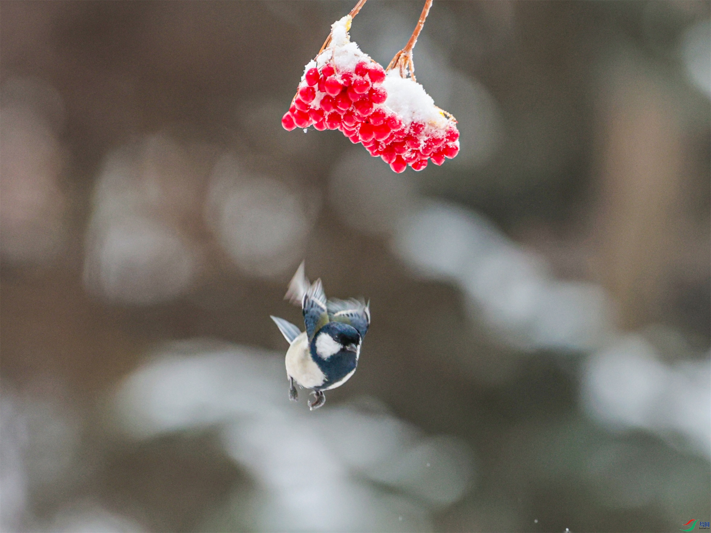 1K3A3545 ����1.jpg