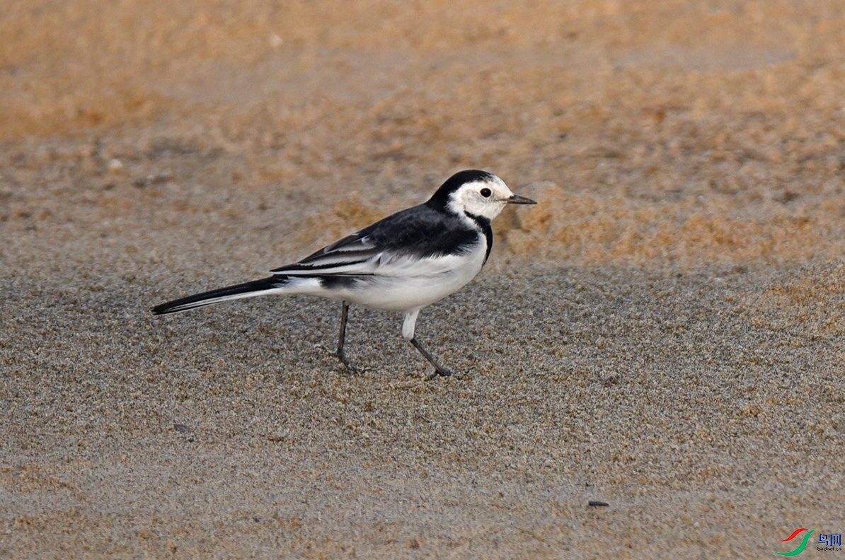 DSC_00752.jpg