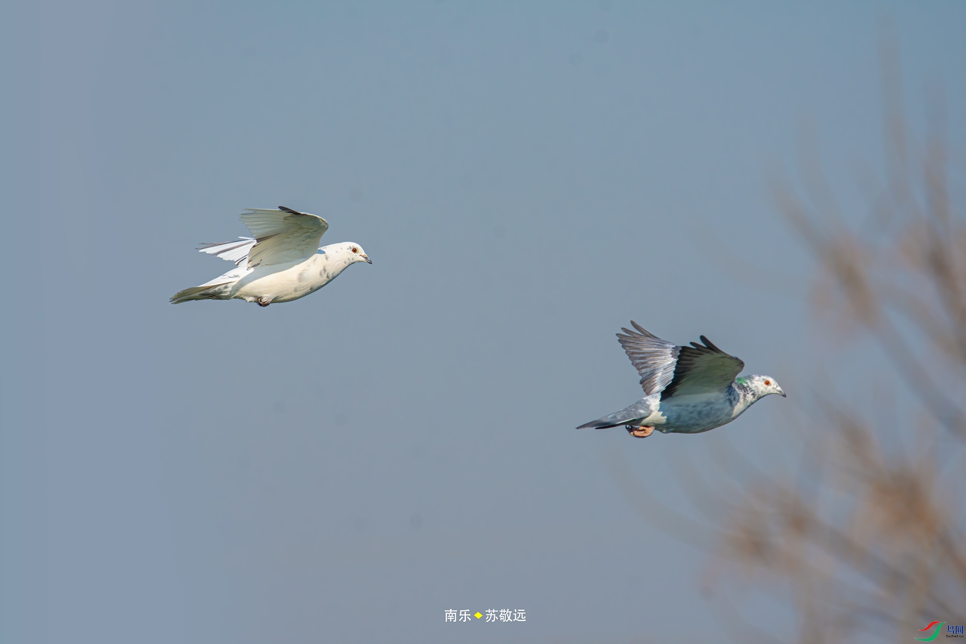 _DSC4279С.jpg