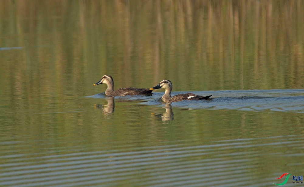 DSC_0311.jpg