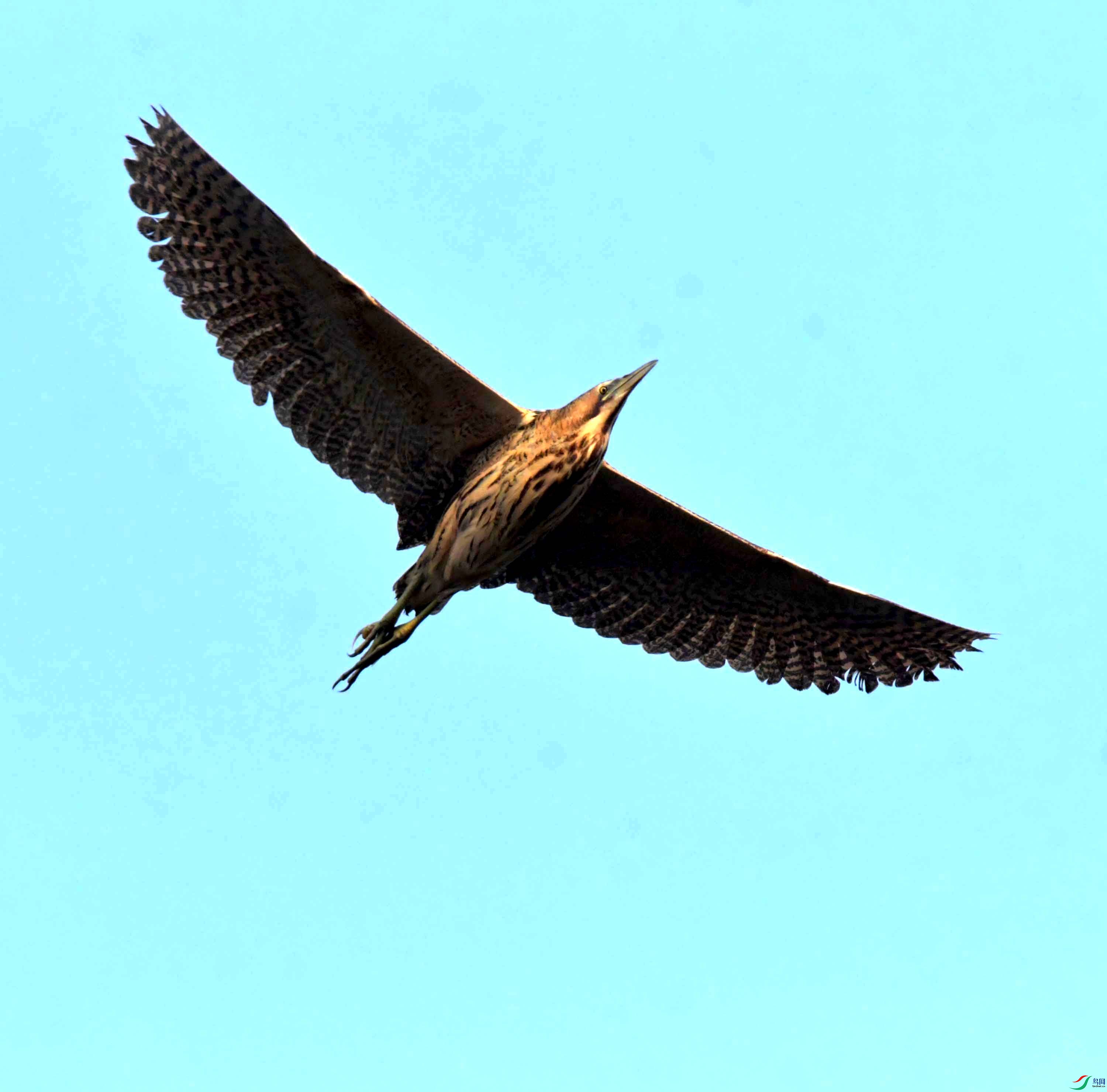 DSC_0203.JPG