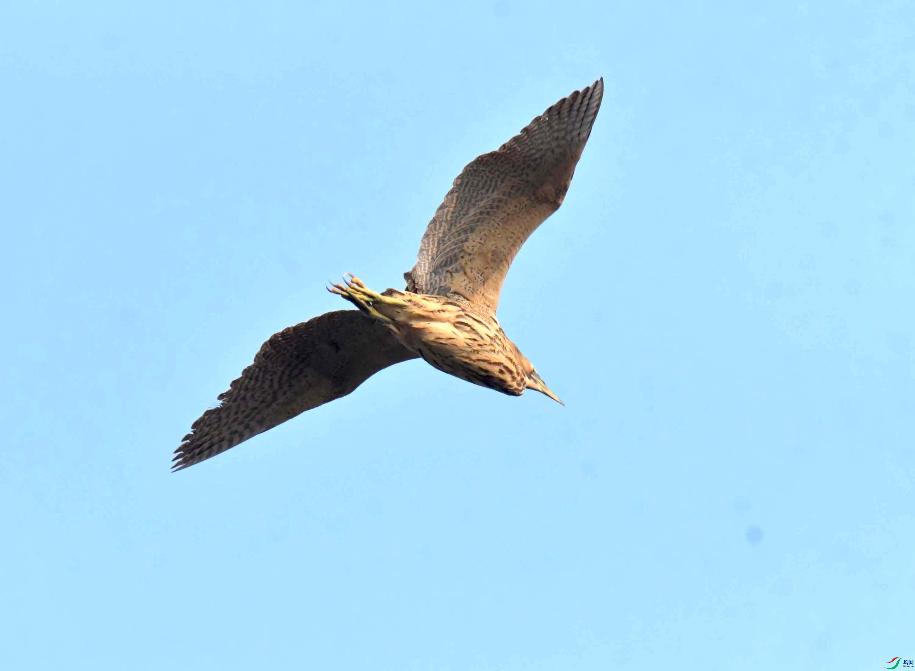 DSC_0215.JPG