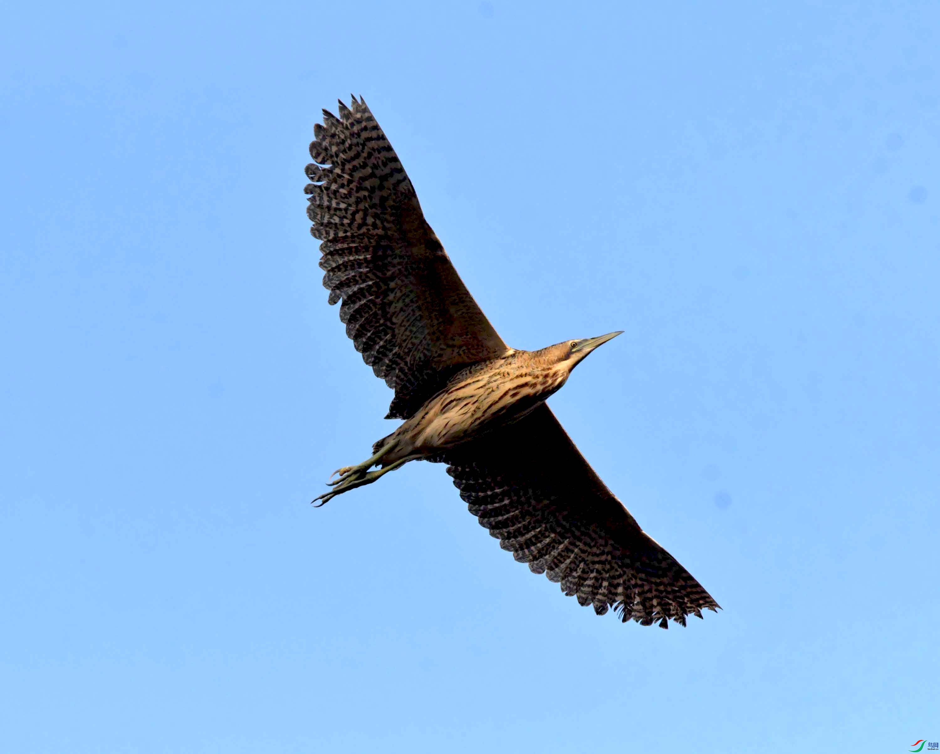 DSC_0208.JPG