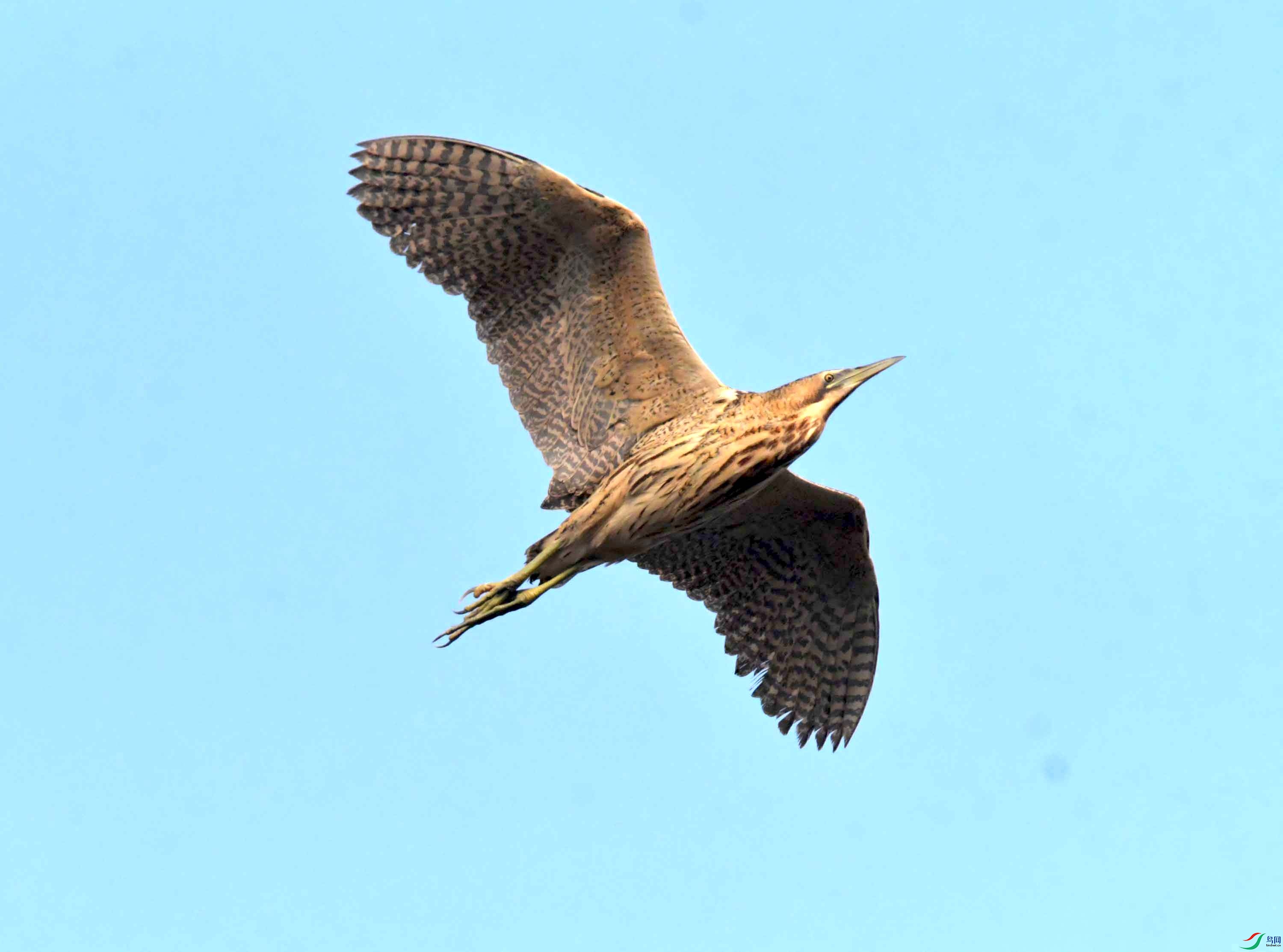 DSC_0207.JPG