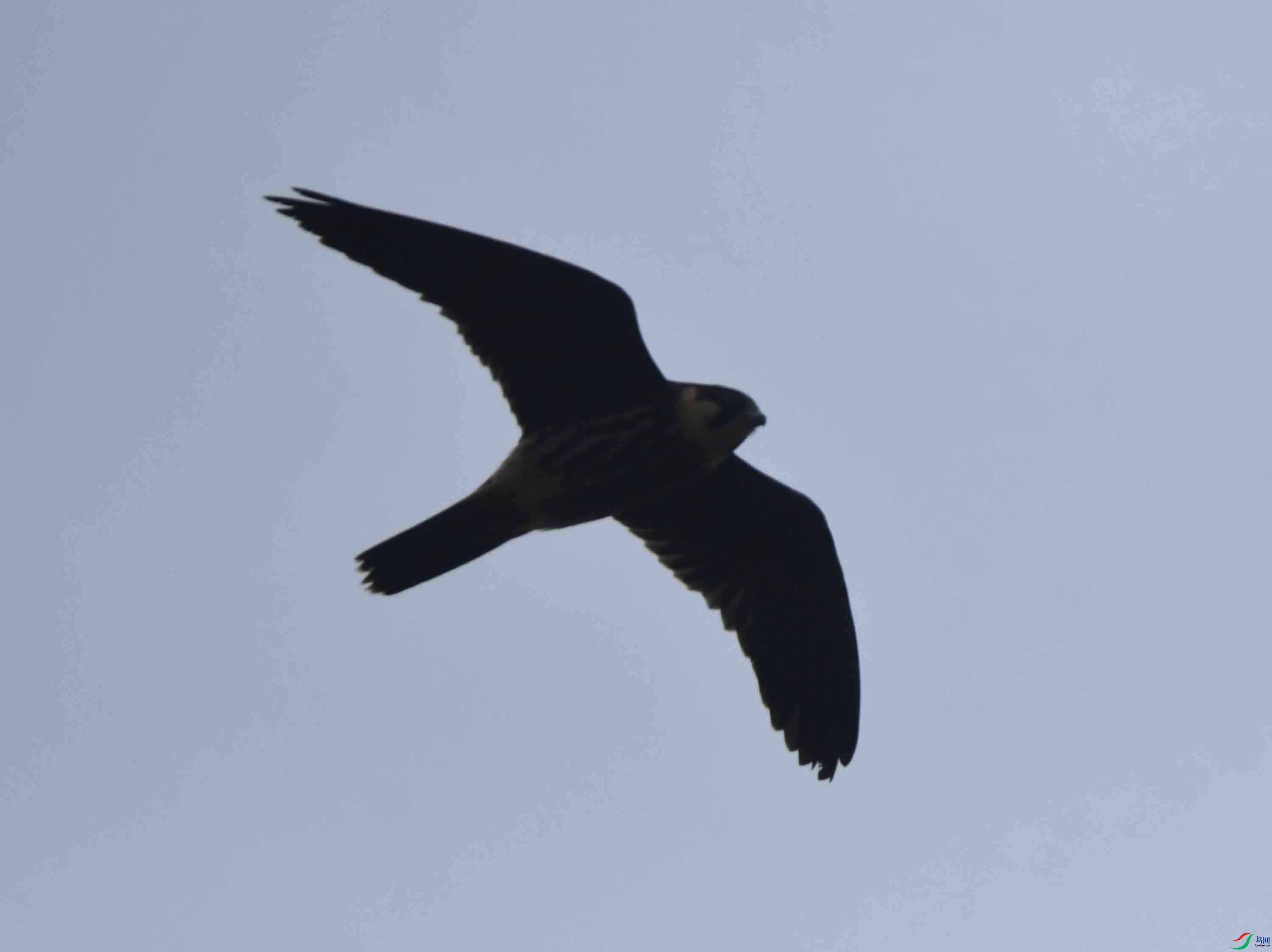 DSC_6551.JPG