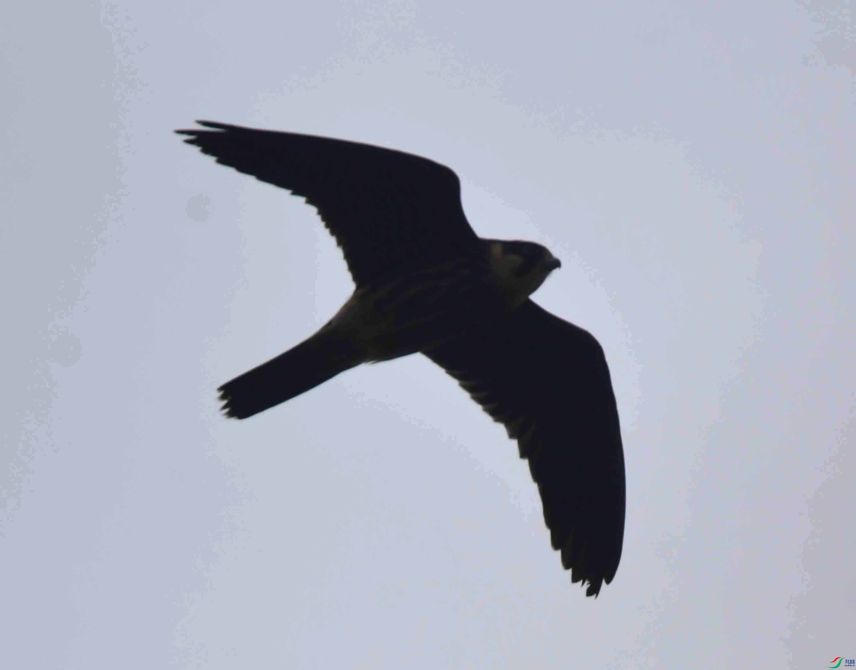 DSC_6553.JPG