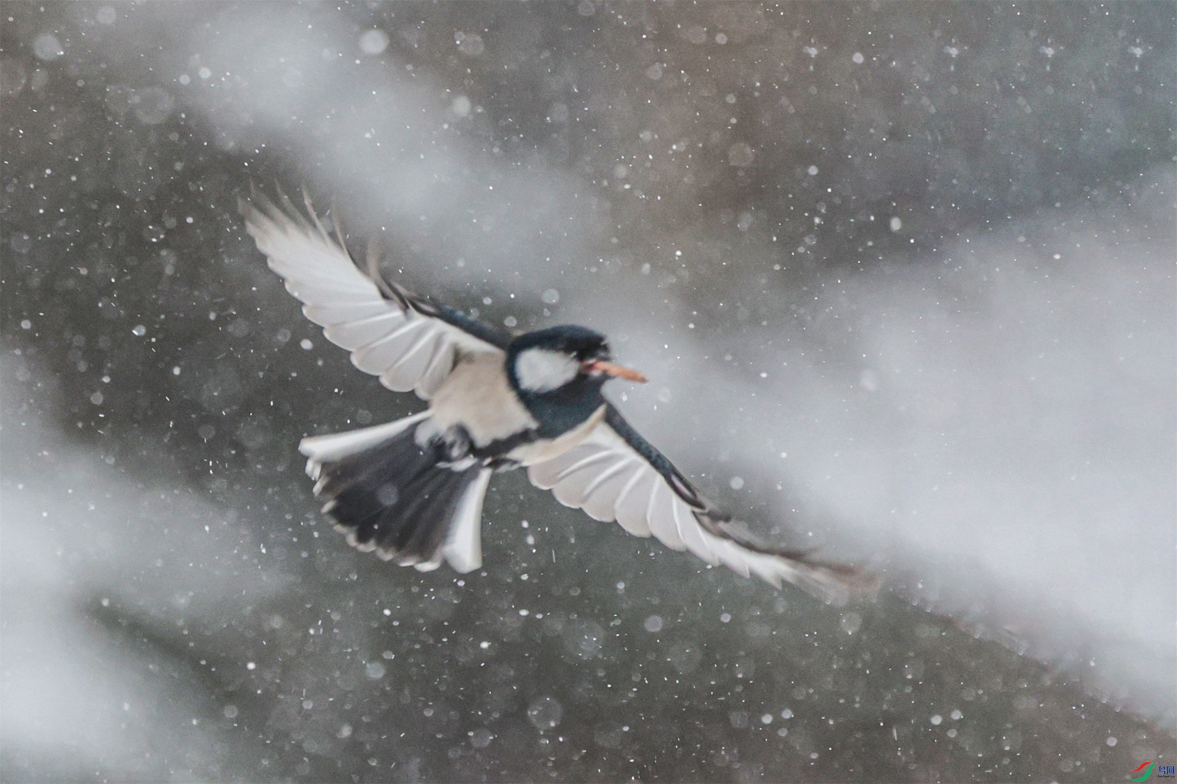 1K3A5126 ����1.jpg