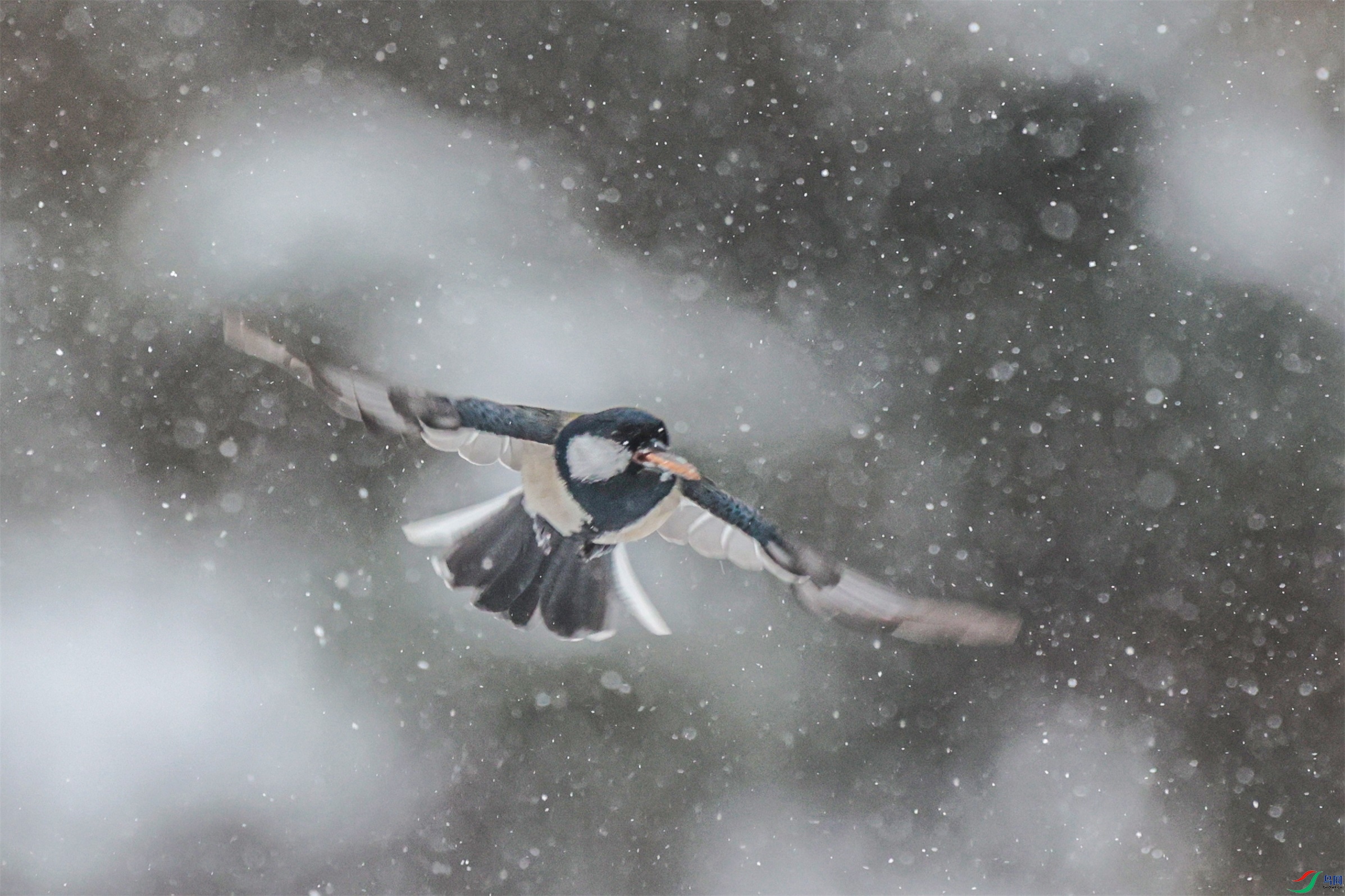 1K3A5125 ����1.jpg