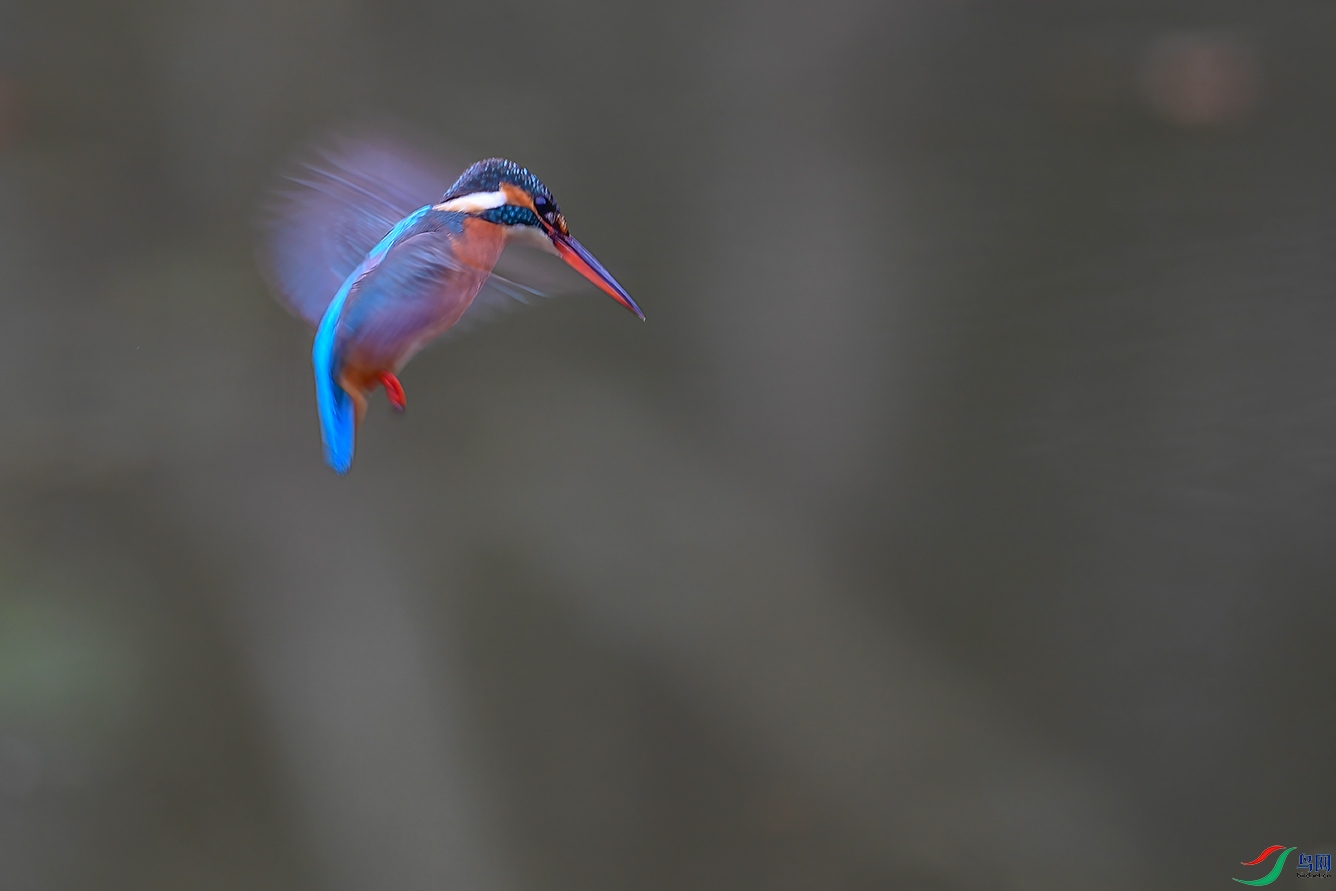 DSC_5941-2.jpg