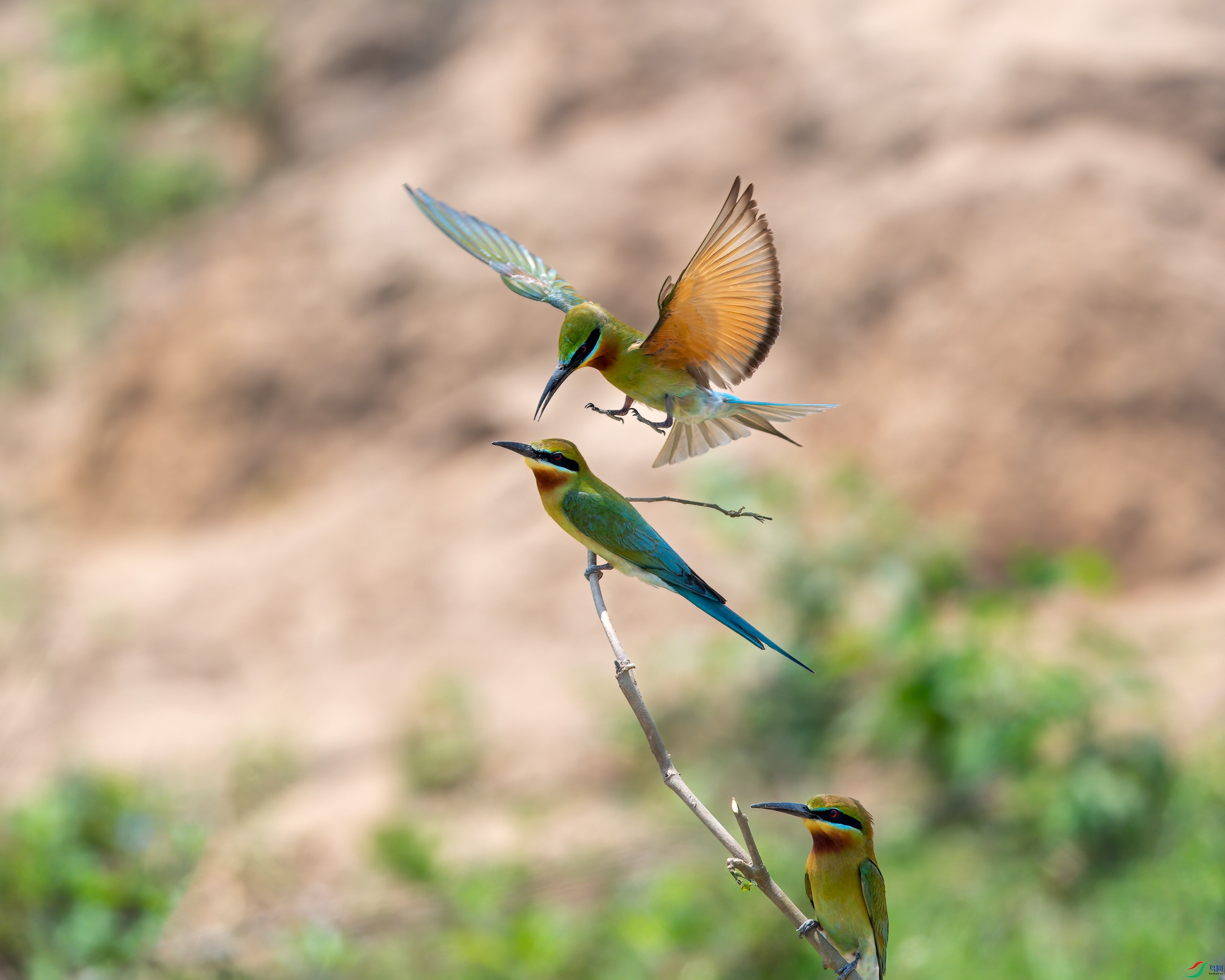 DSC_1518-1.jpg