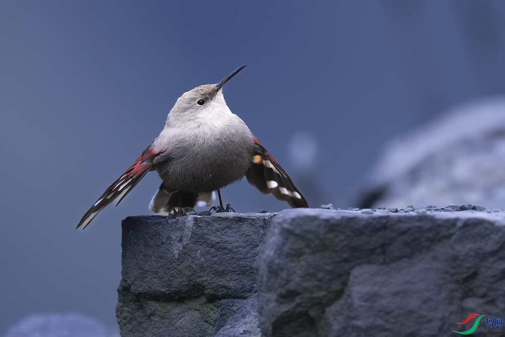 FX3A8642 ����.jpg