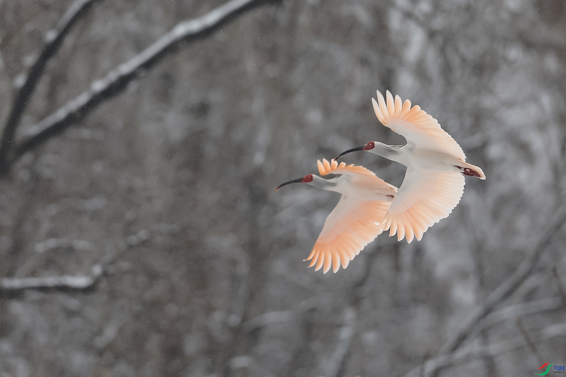 ����˫��