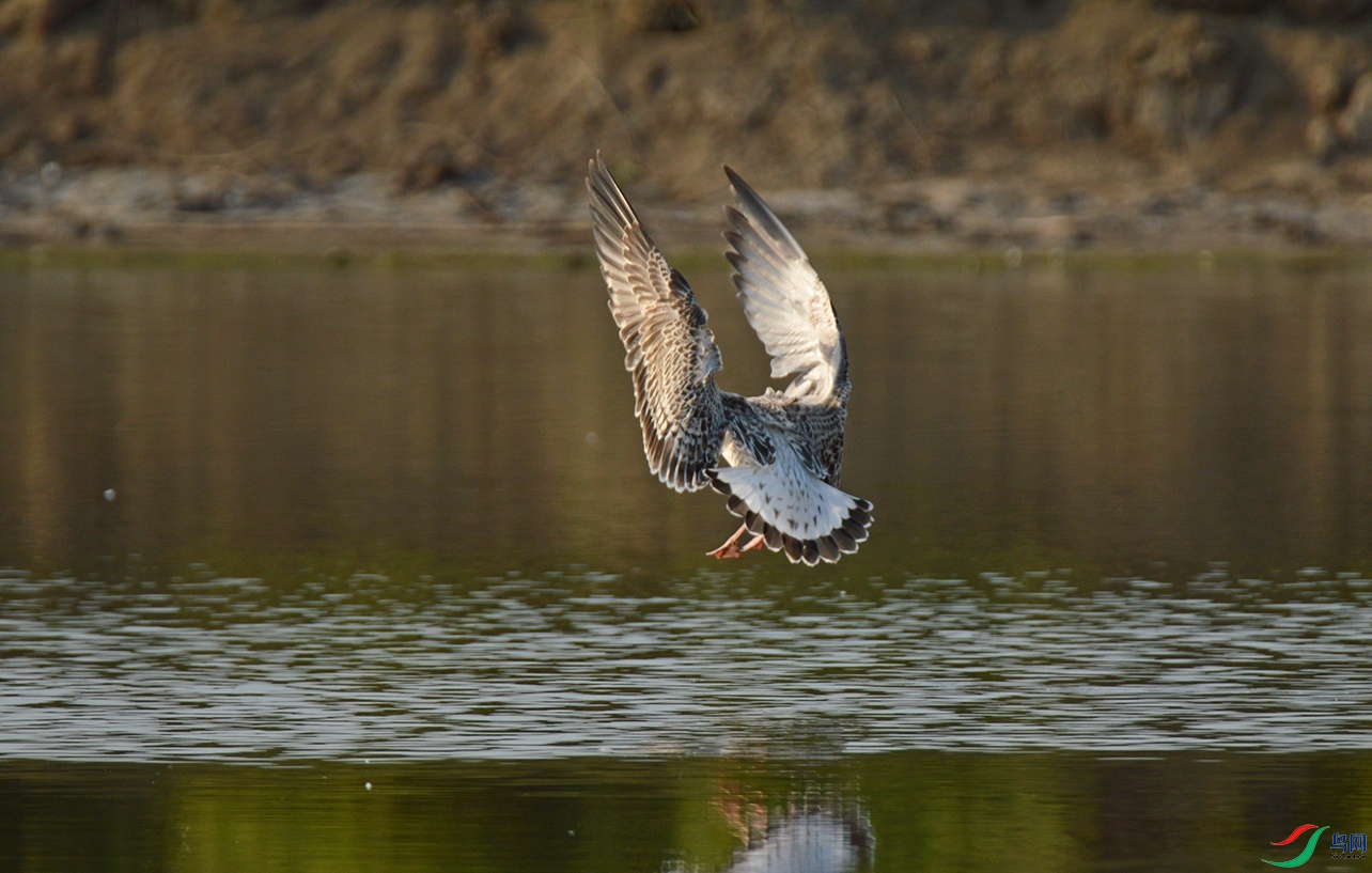 DSC_0280f.jpg