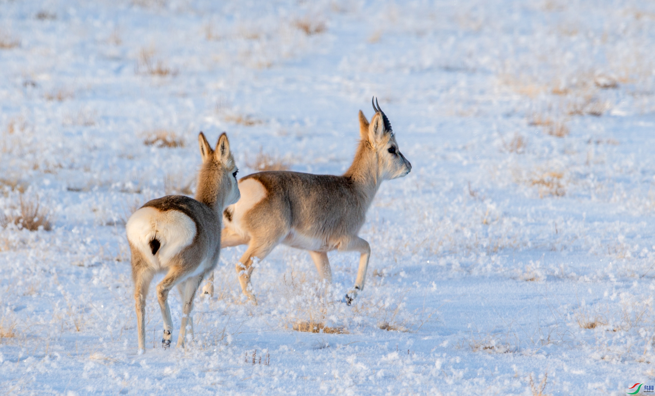 DSC_1620-11.jpg