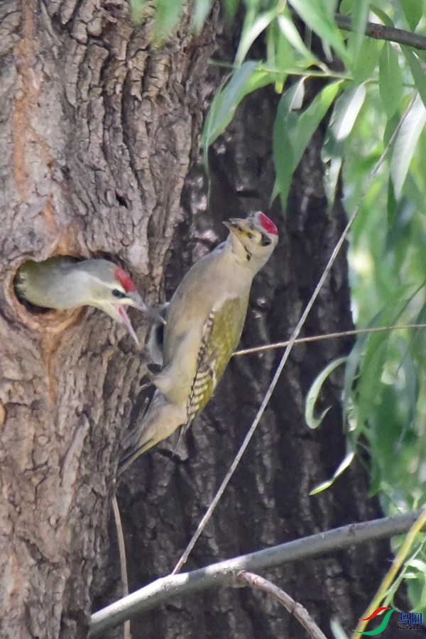 DSC_8368.JPG