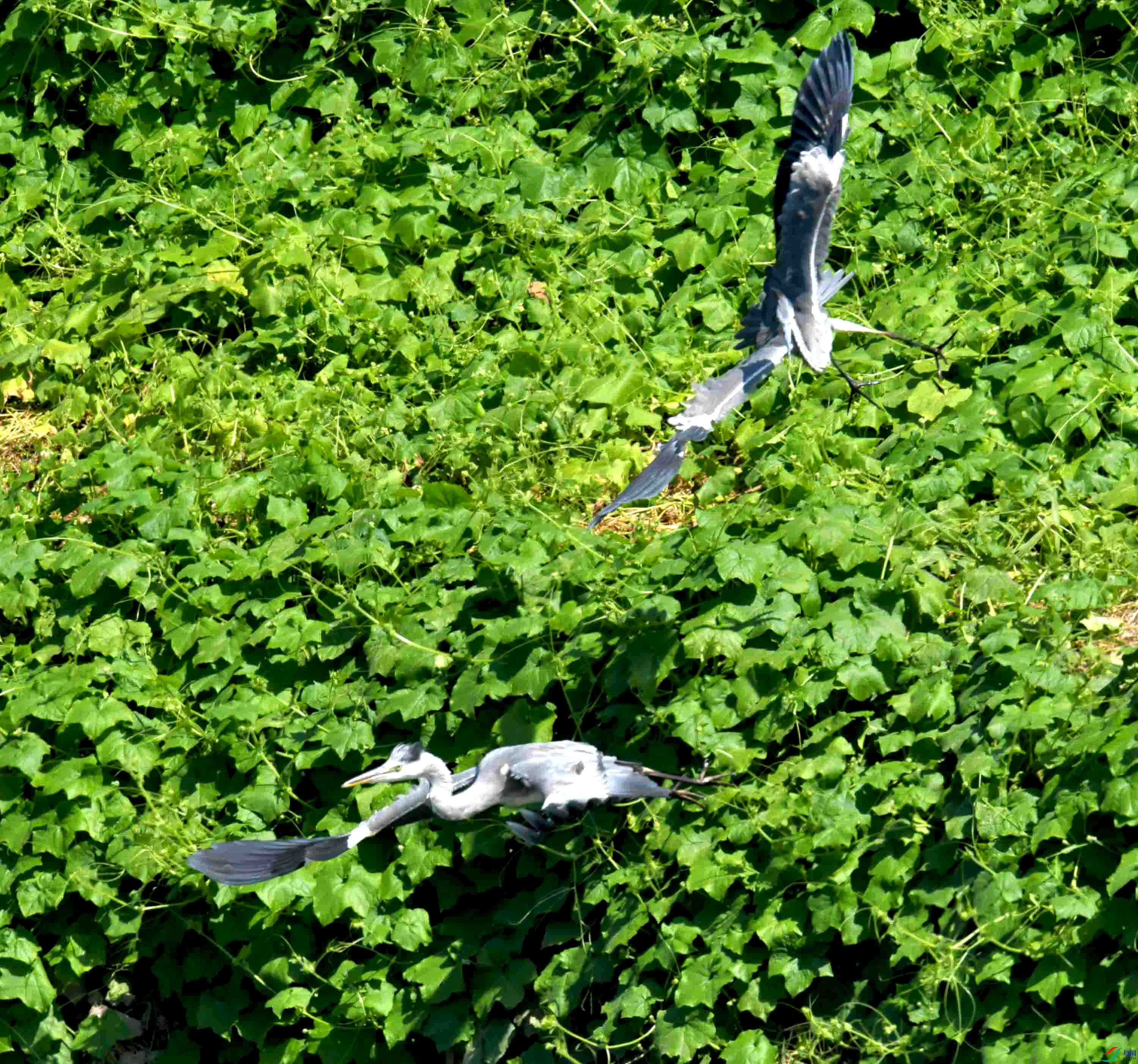 DSC_1951.JPG