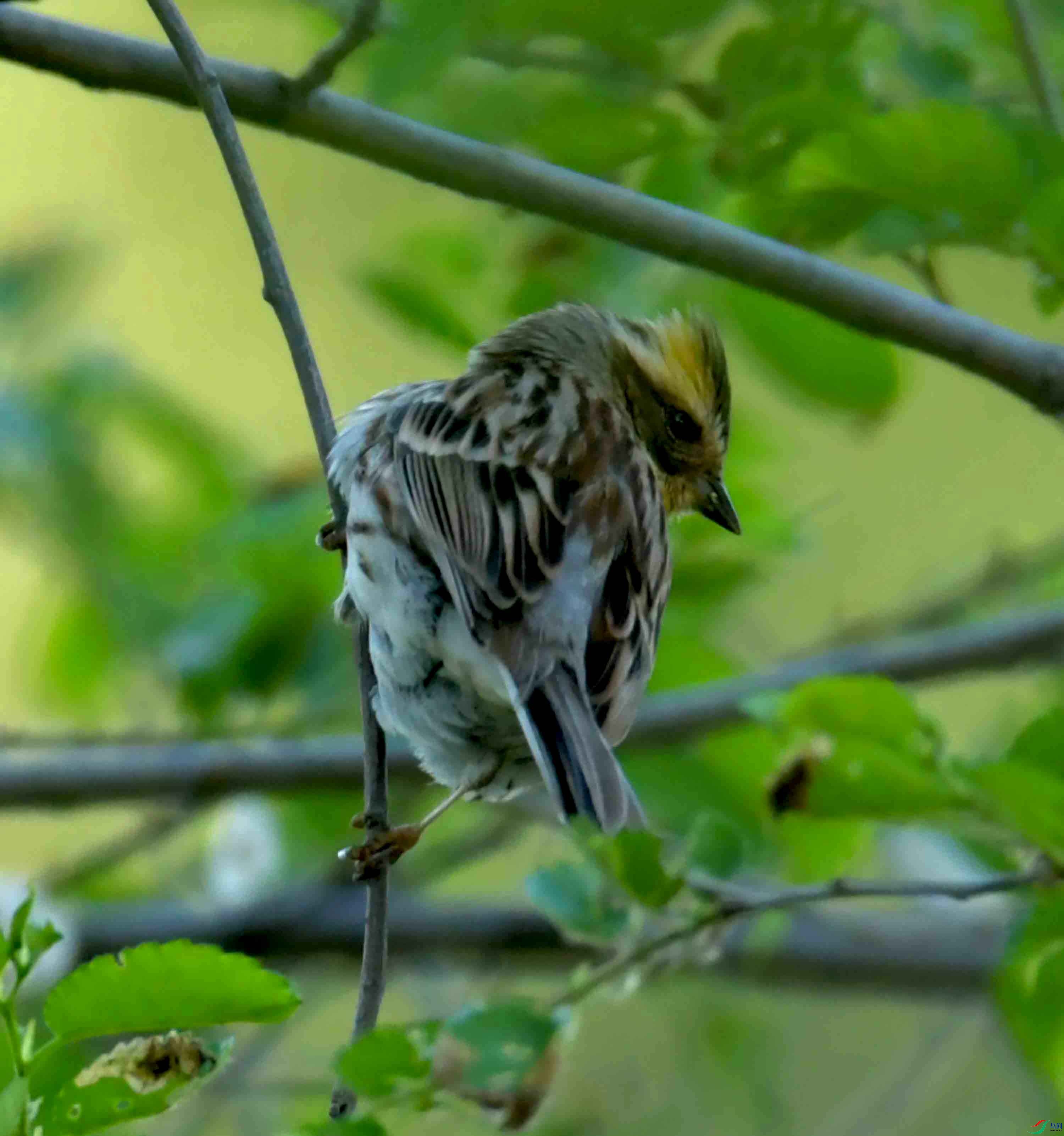 DSC_1178.JPG