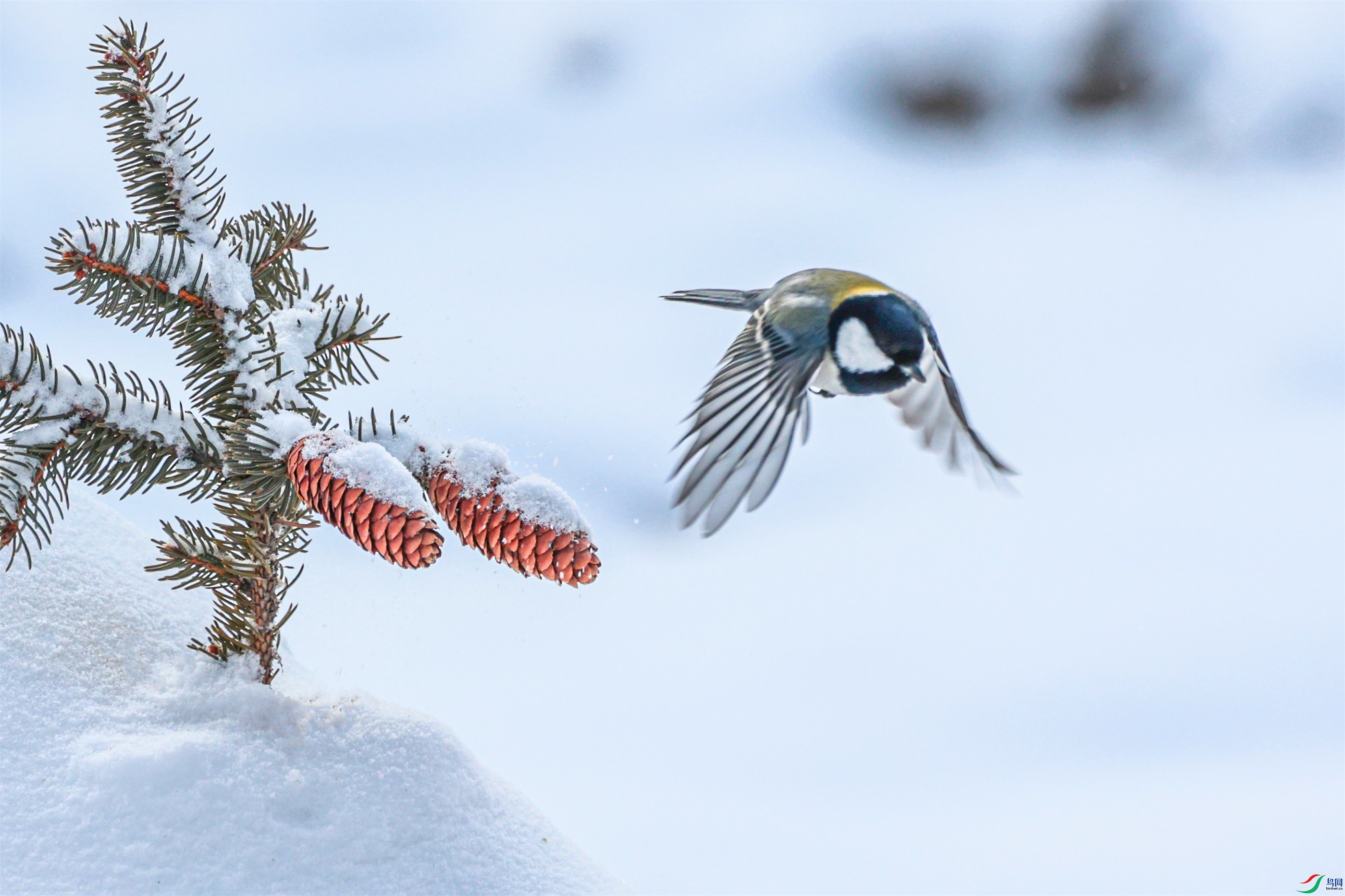 1K3A4465 ����1.jpg