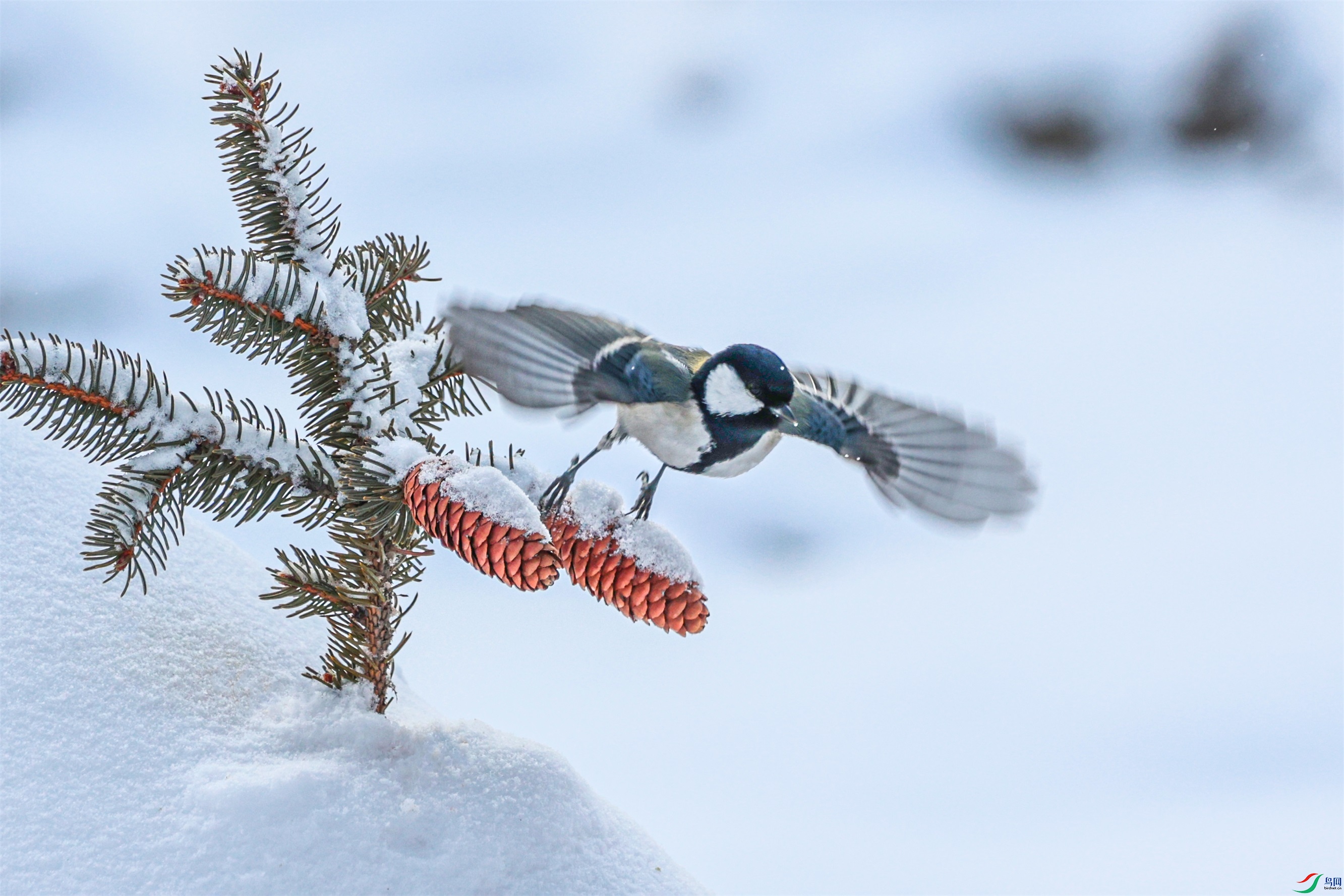 1K3A4464 ����1.jpg