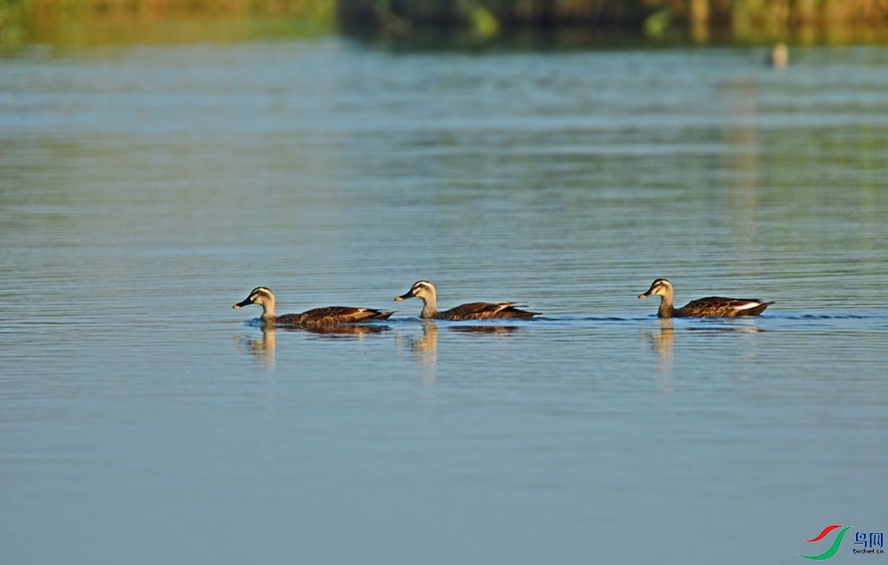 DSC_0272.jpg