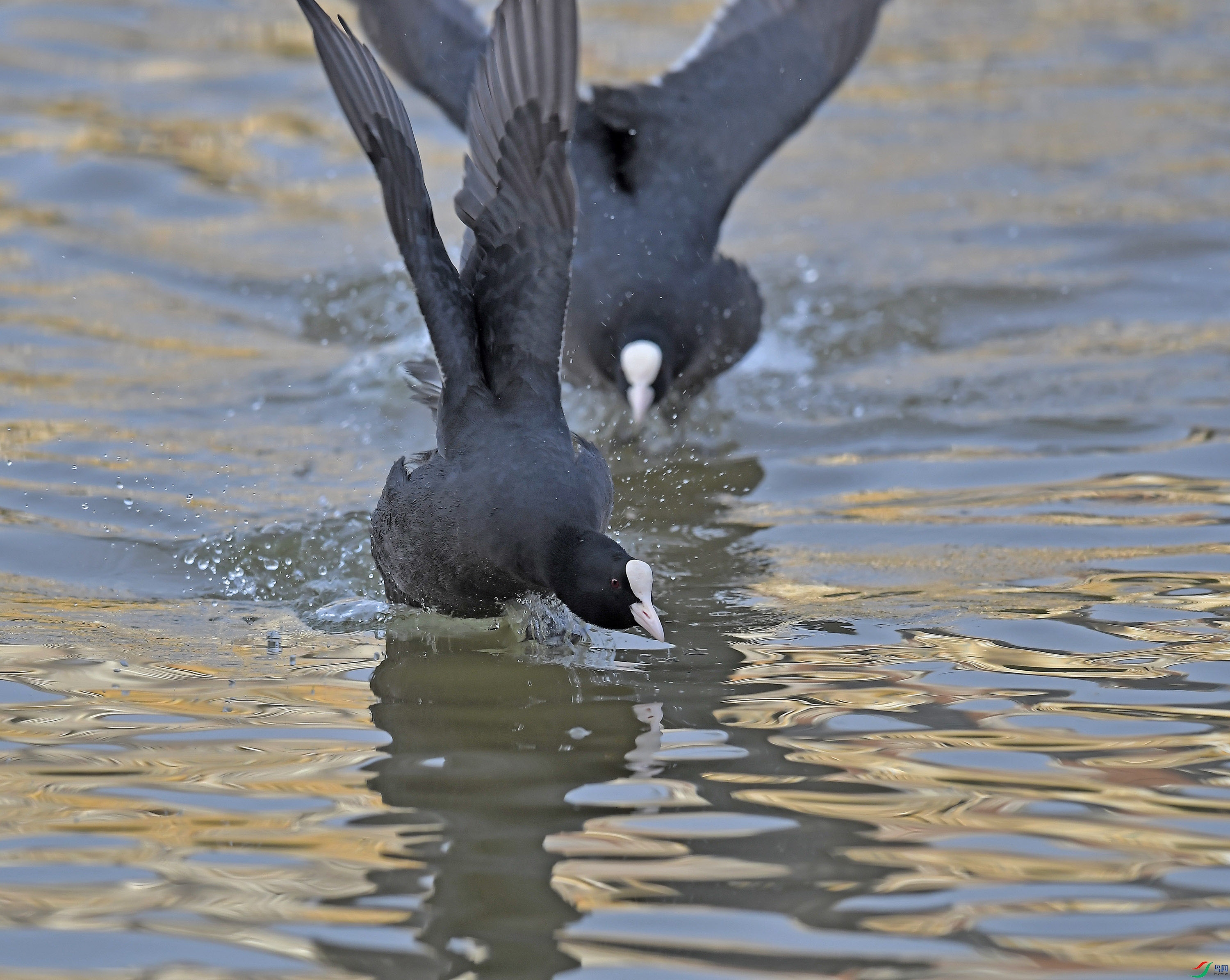 DSC_5292.JPG