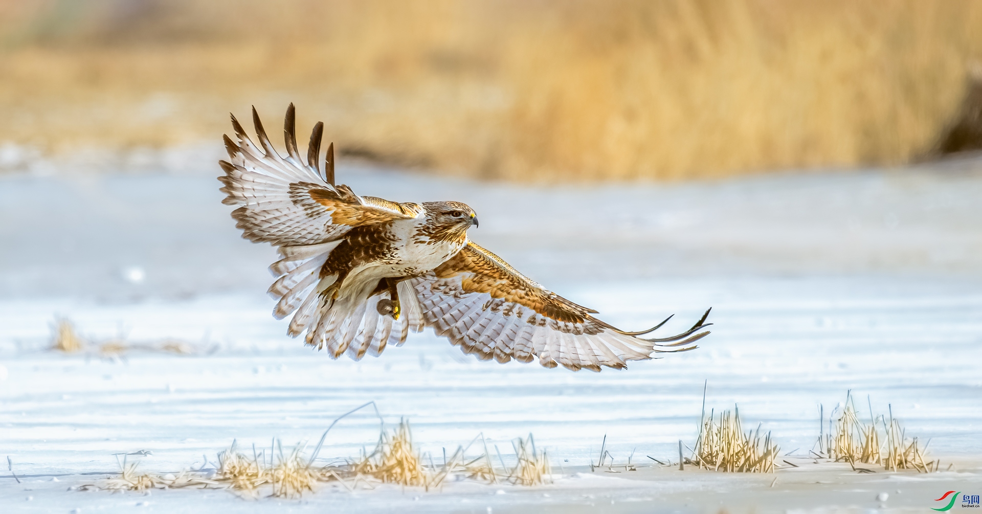 DSC_0099==1w.jpg