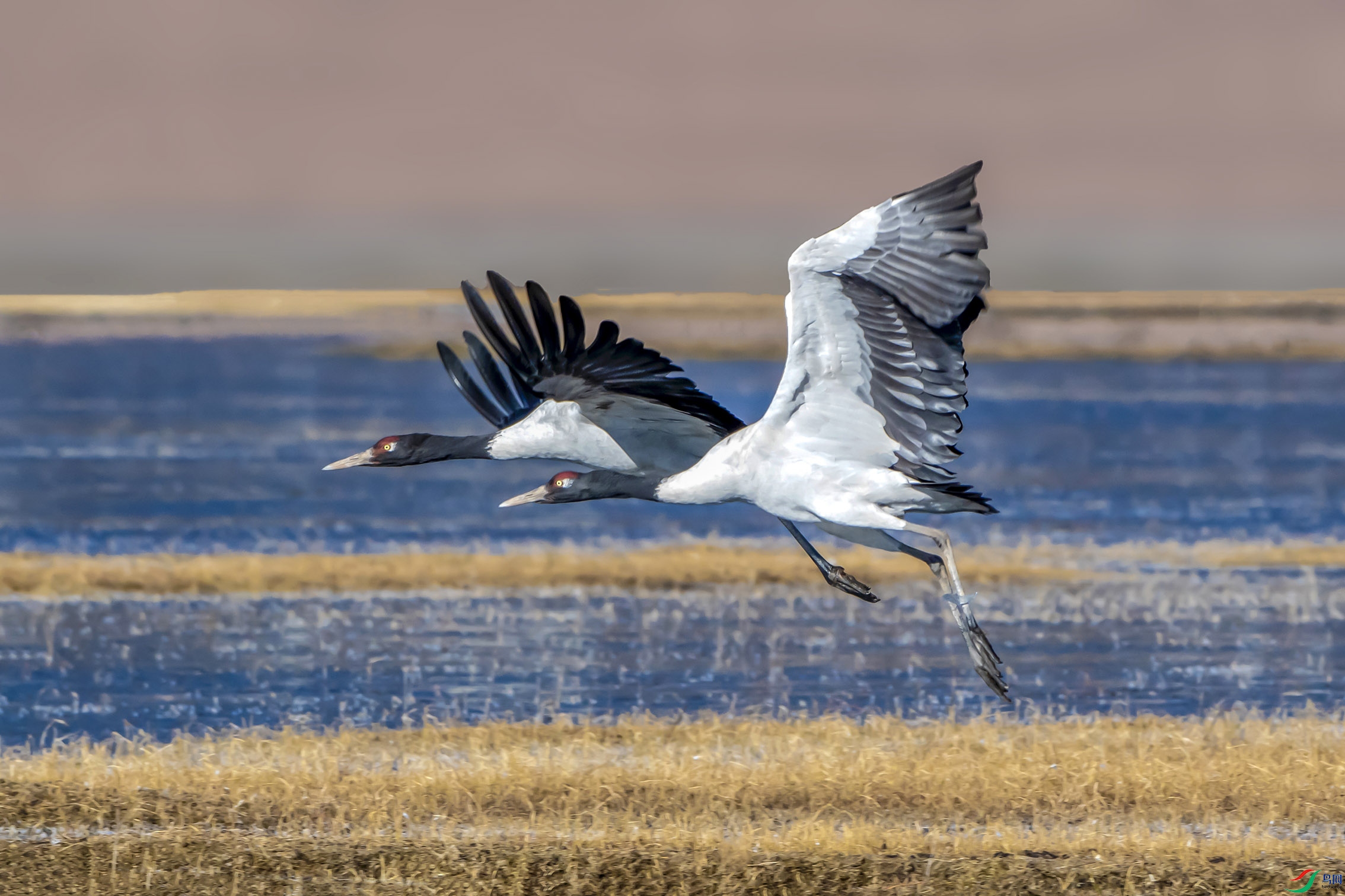 DSC_1595.jpg
