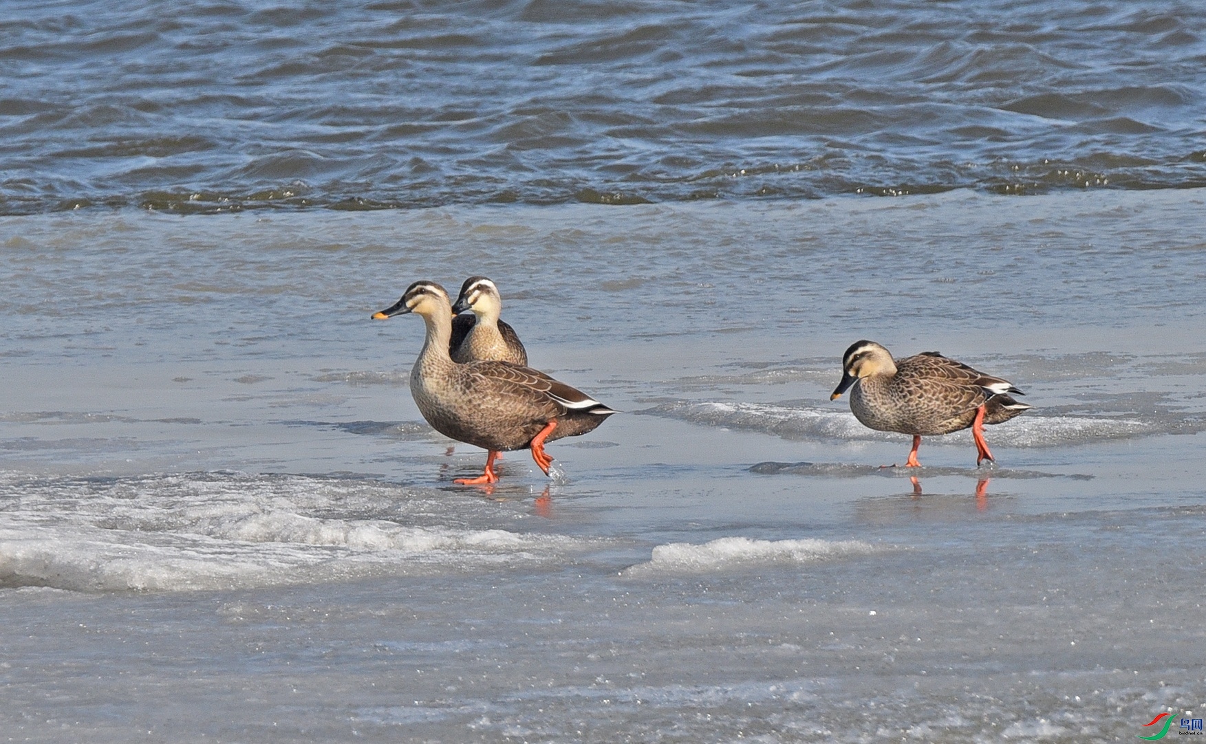DSC_5411.jpg