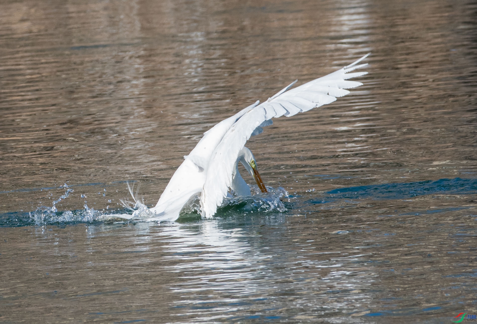 DSC_4314.jpg