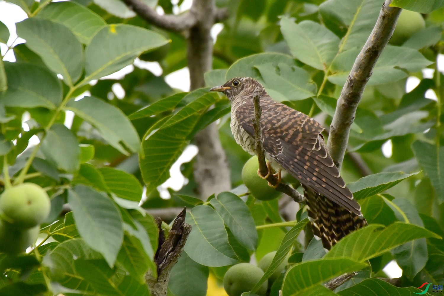 DSC_4042.JPG
