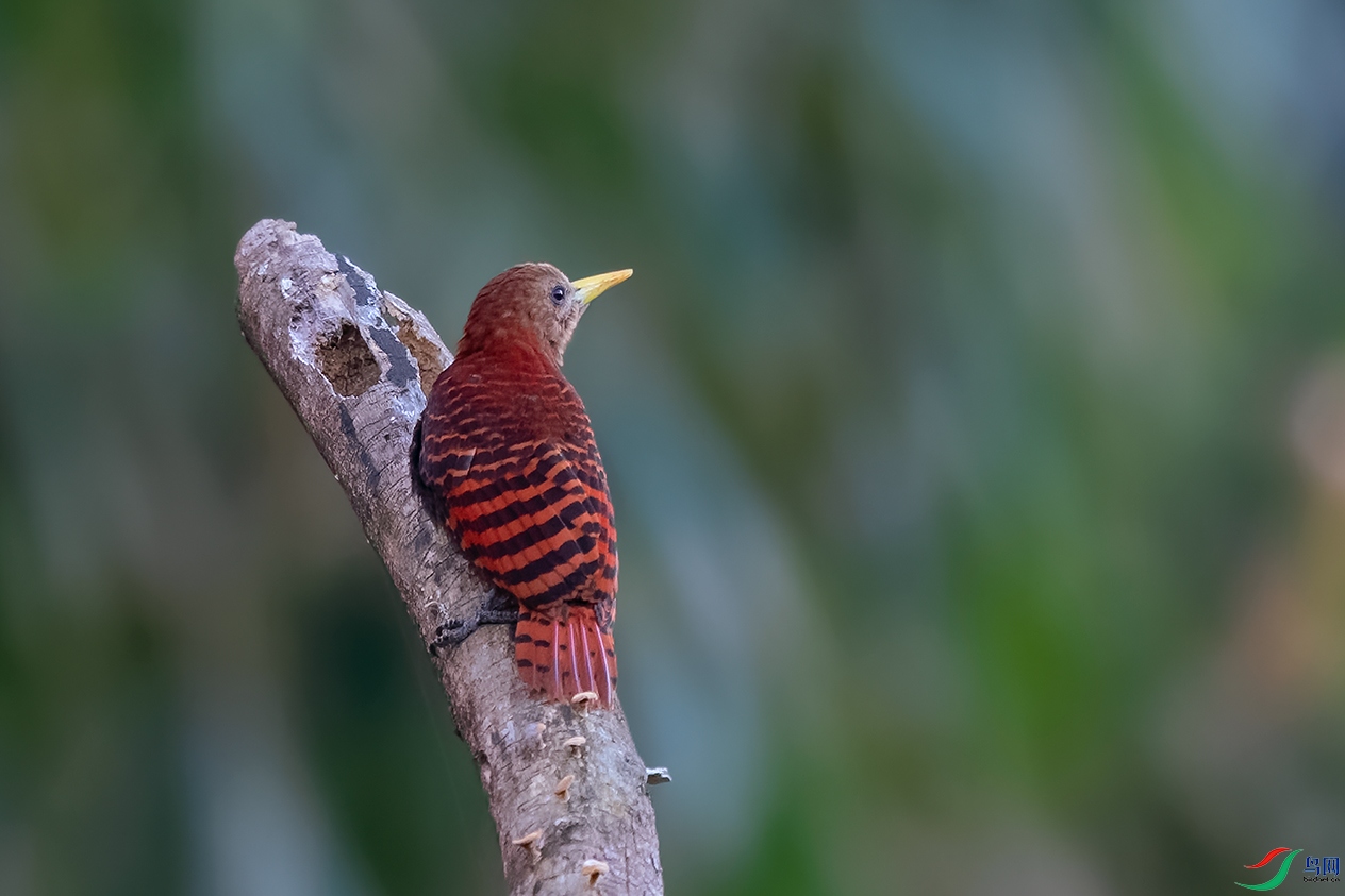 DSC_4692_DxOa.jpg