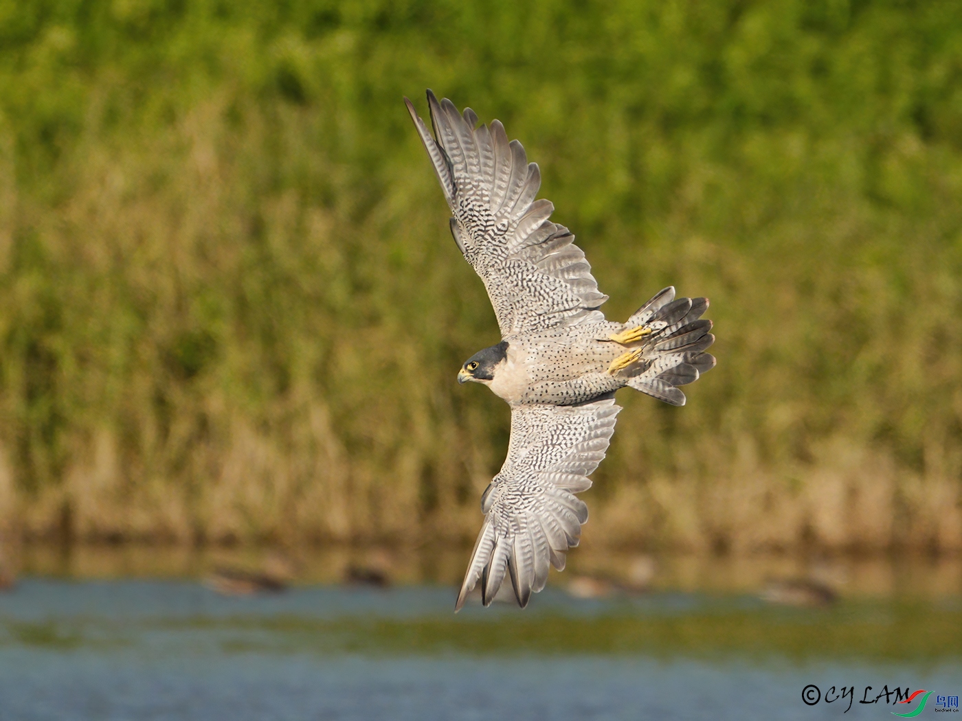 Peregrine Falcon ����