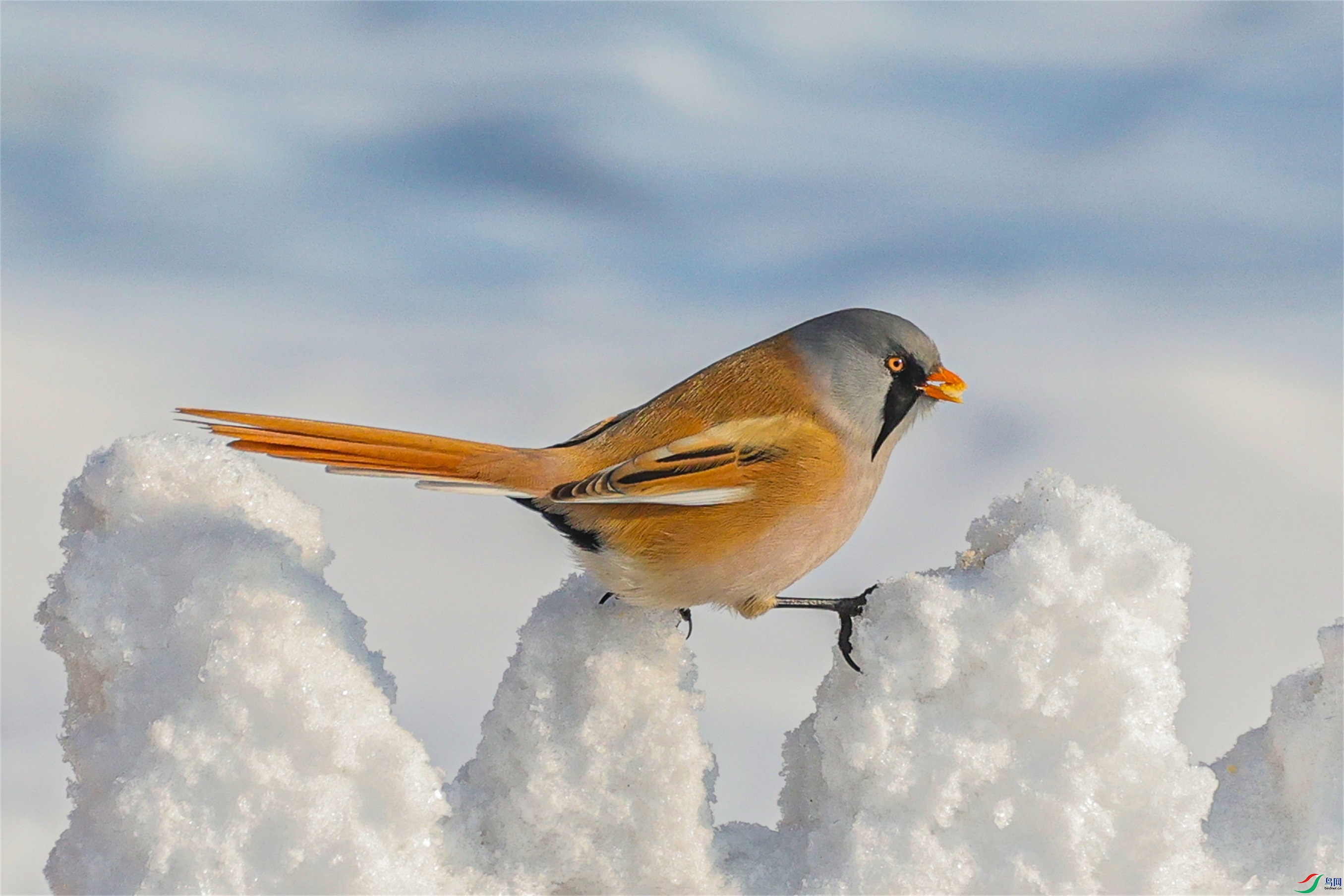 1K3A1946 ����1.jpg