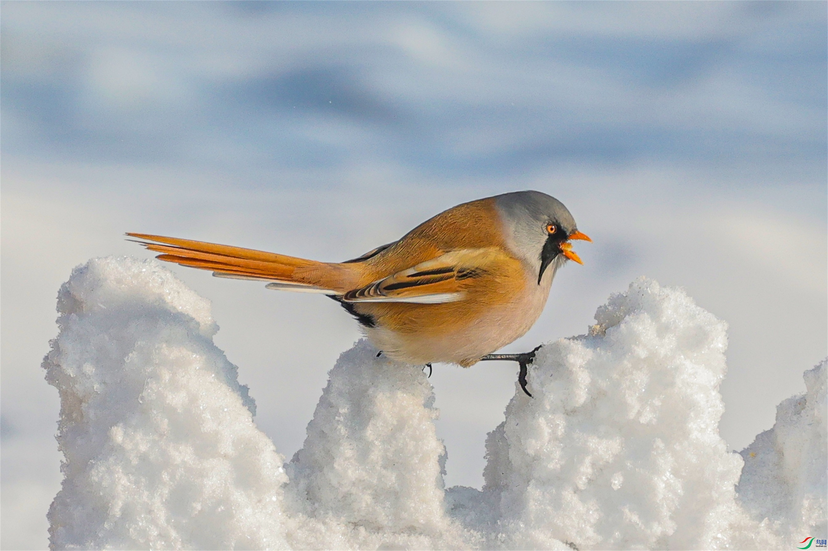 1K3A1948 ����1.jpg