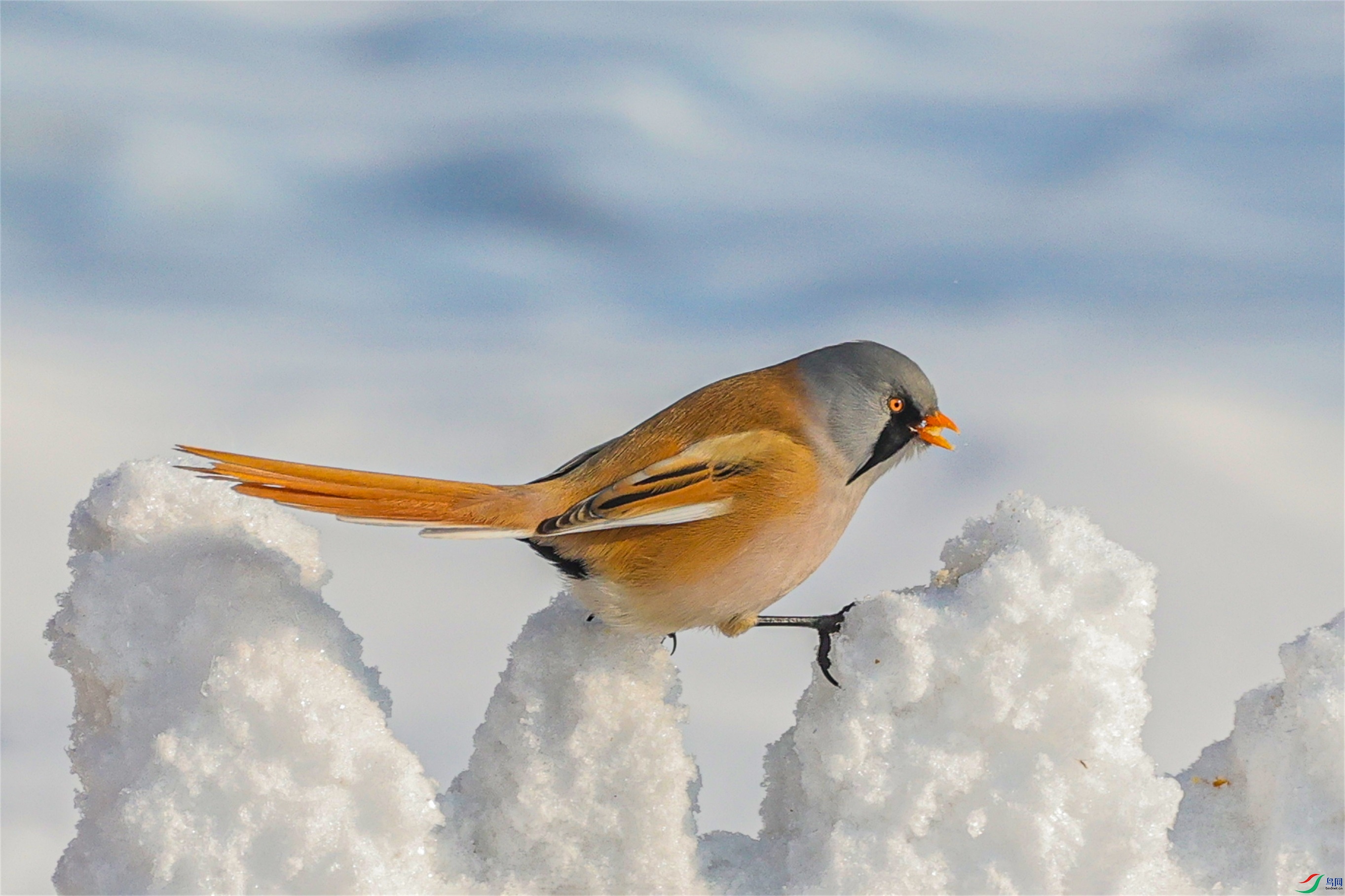 1K3A1947 ����1.jpg