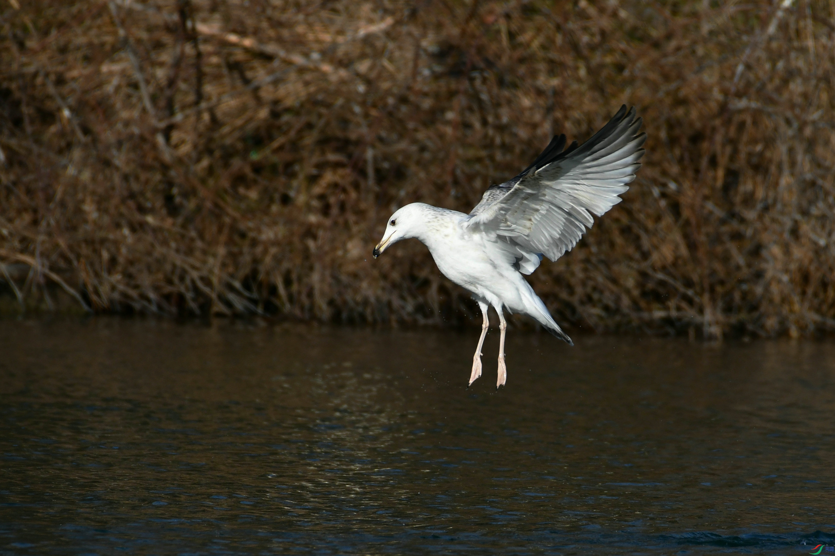 DSC_0025.JPG