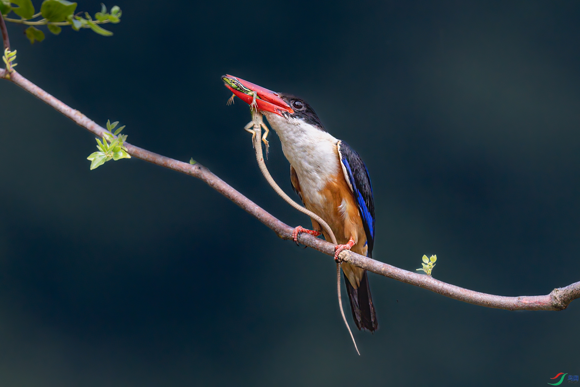 DSC_7019.jpg