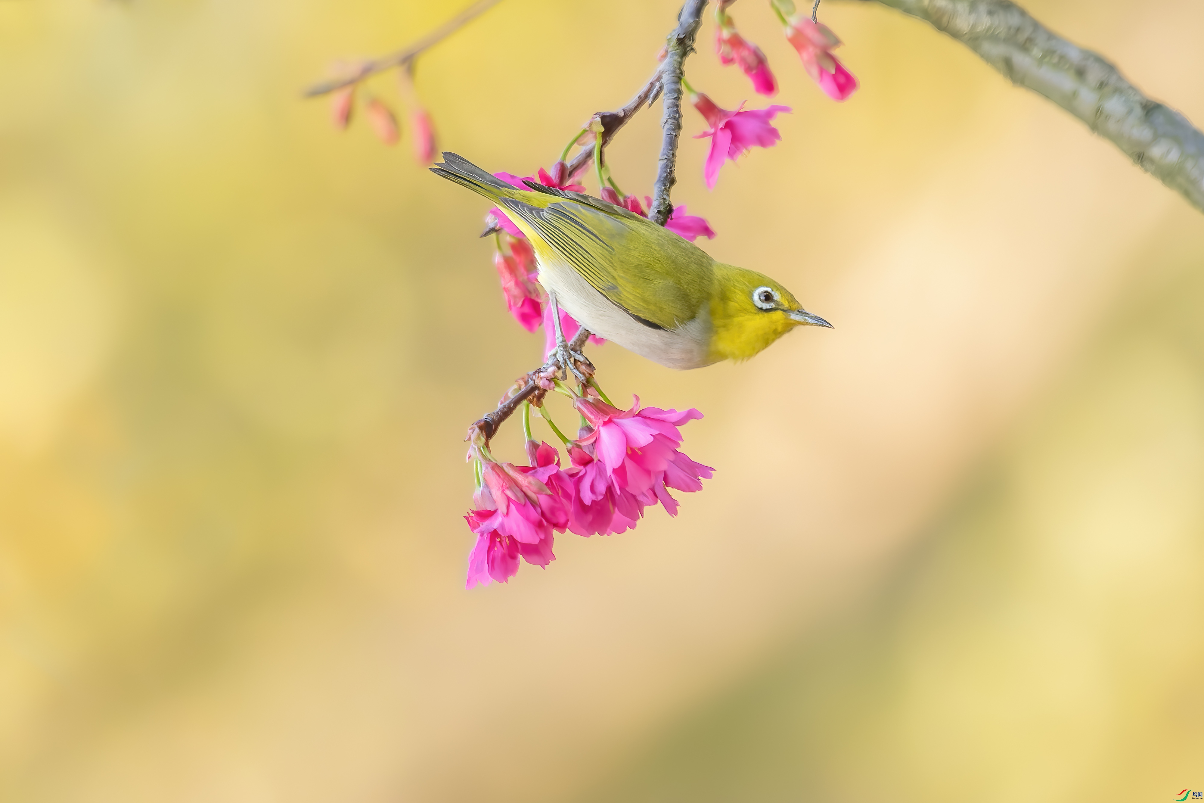 DSC_9845px.jpg