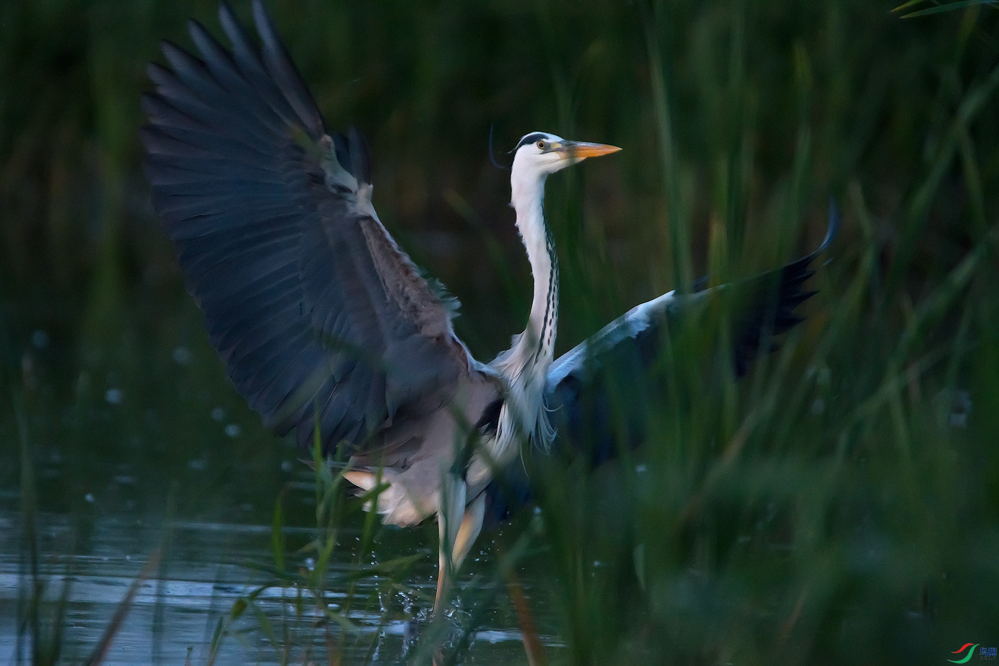 DSC_7665.jpg