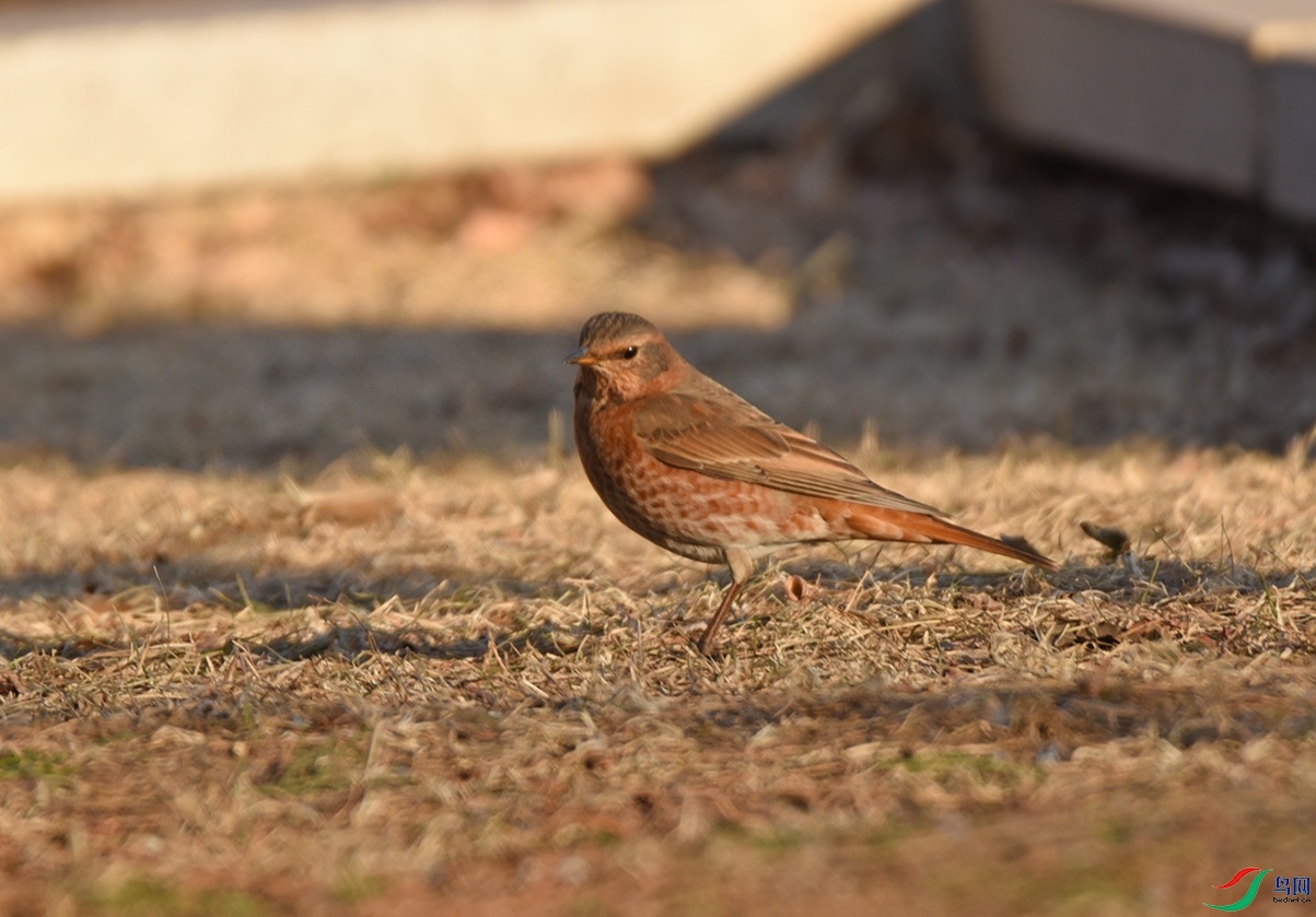 DSC_2279.jpg