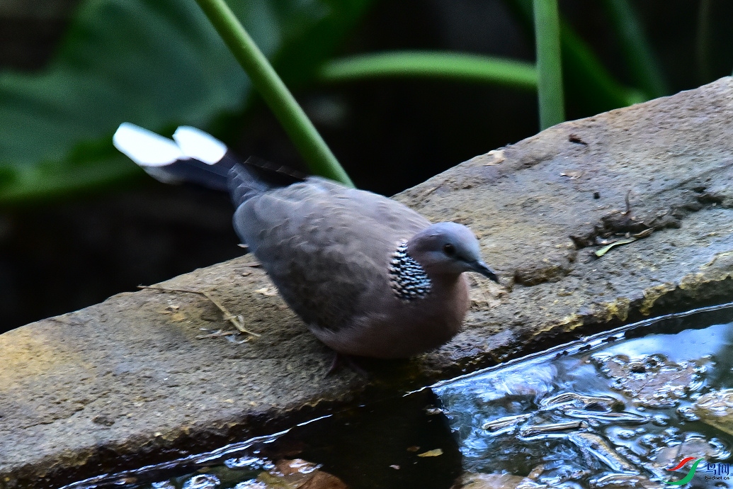 DSC_8877.JPG