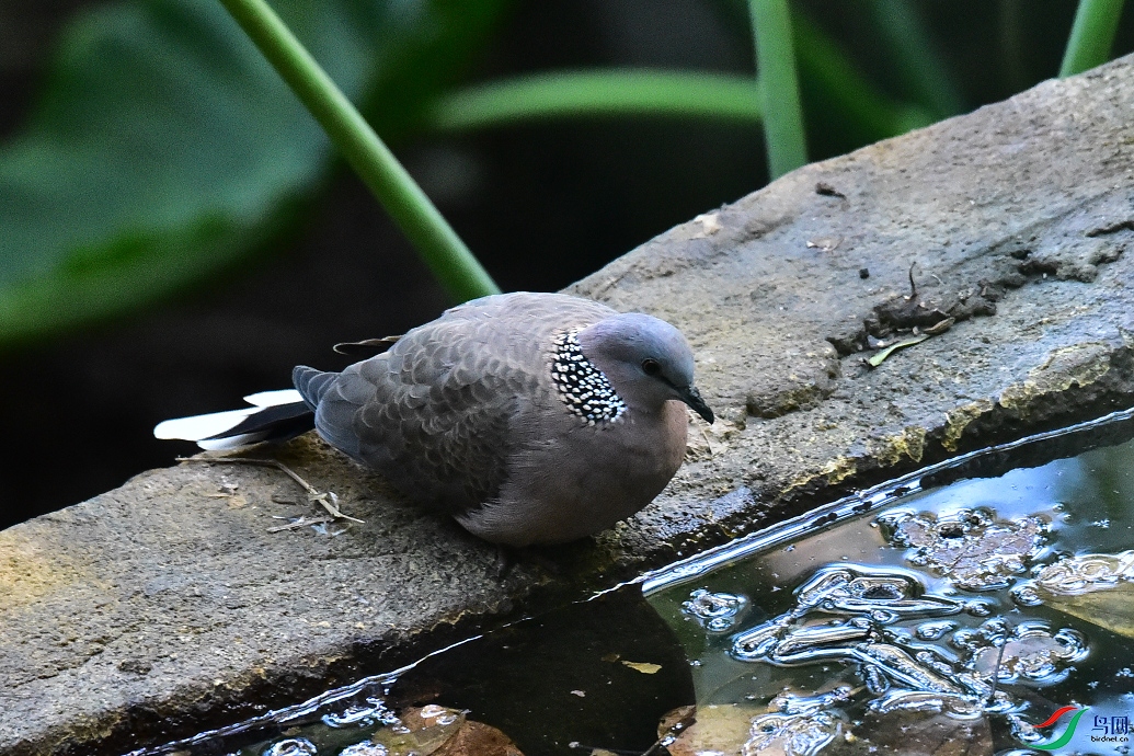 DSC_8887.JPG