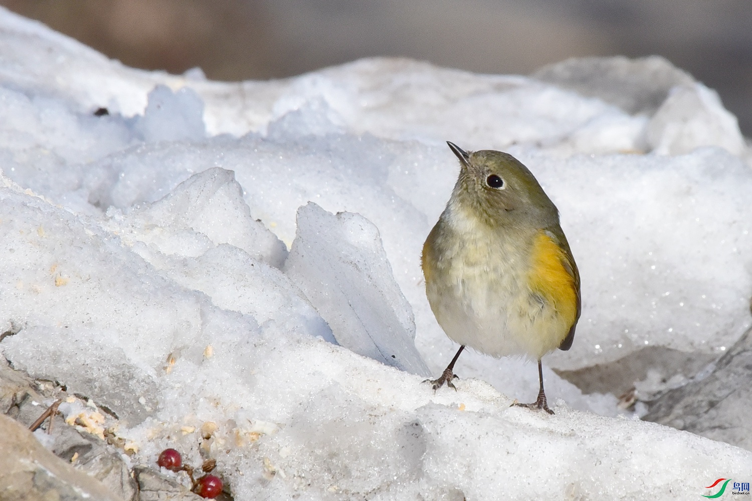 DSC_3245.JPG