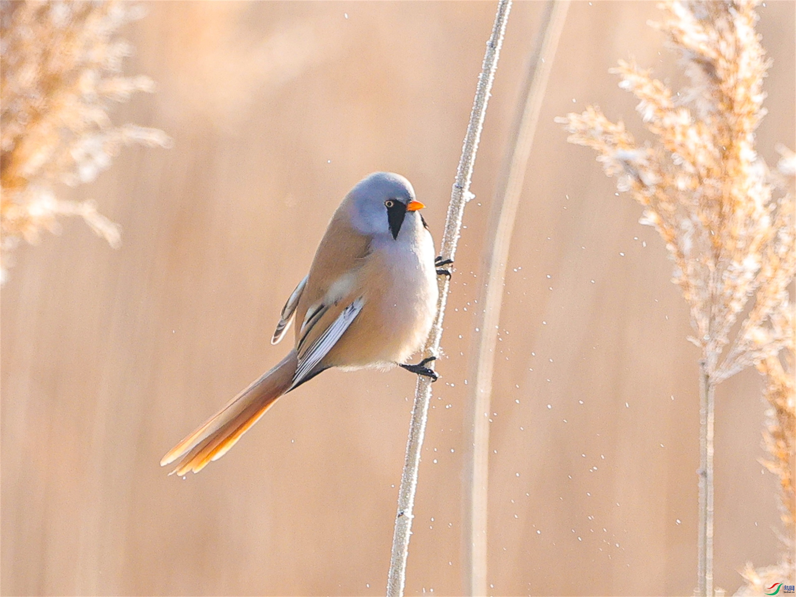 1K3A9092 ����1.jpg