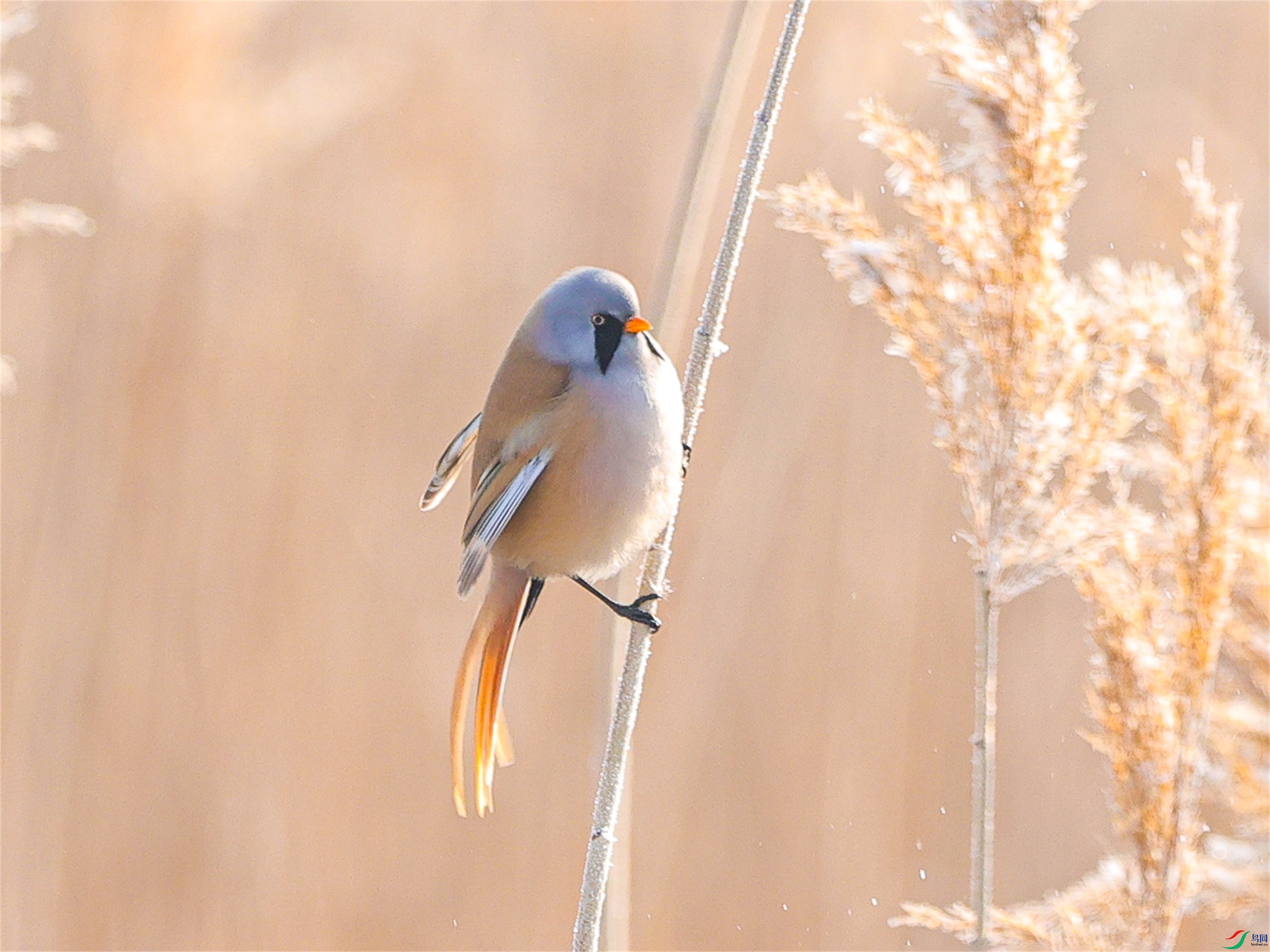 1K3A9095 ����1.jpg