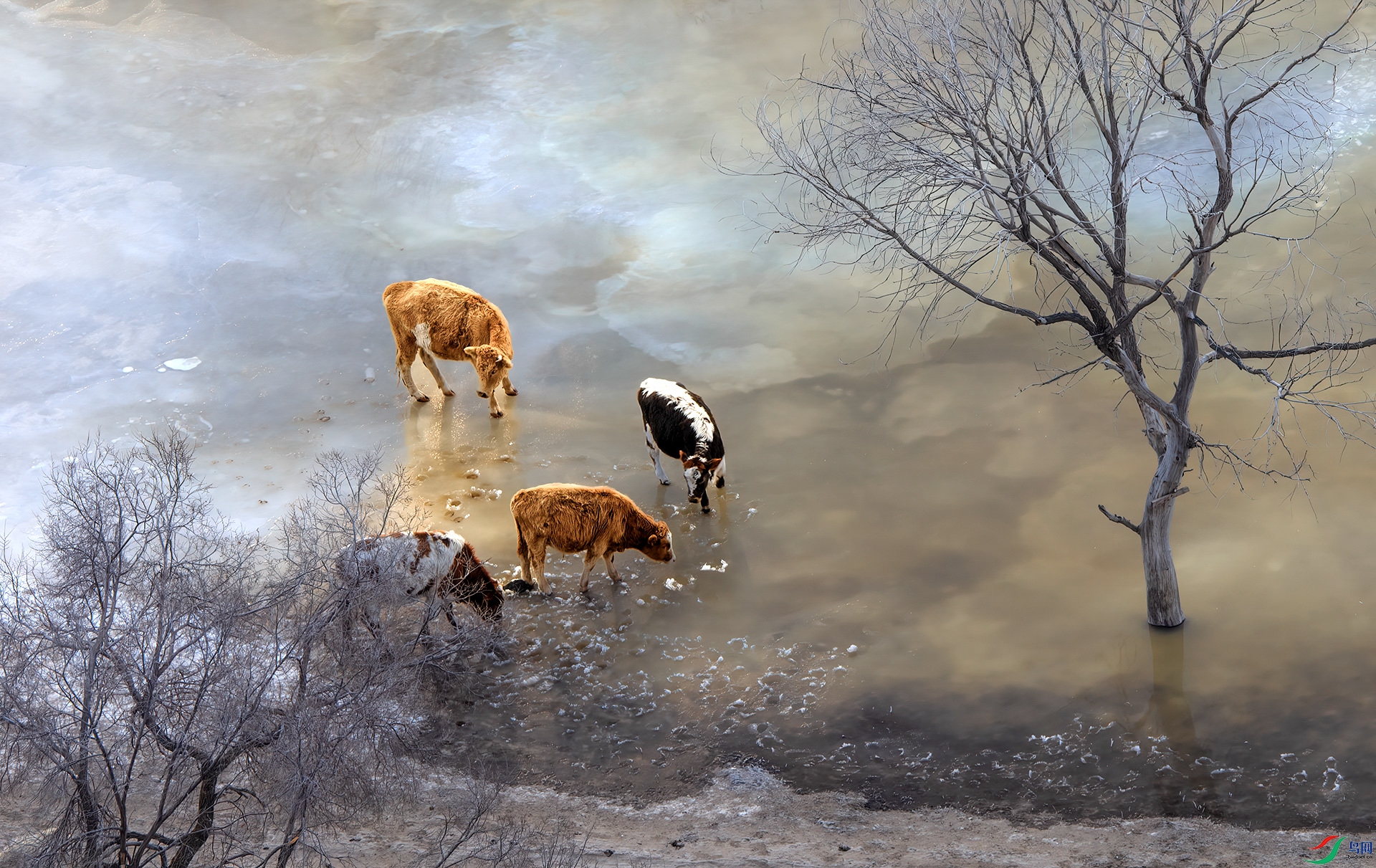 _DSC0695 - ��ţͼ- BB.jpg