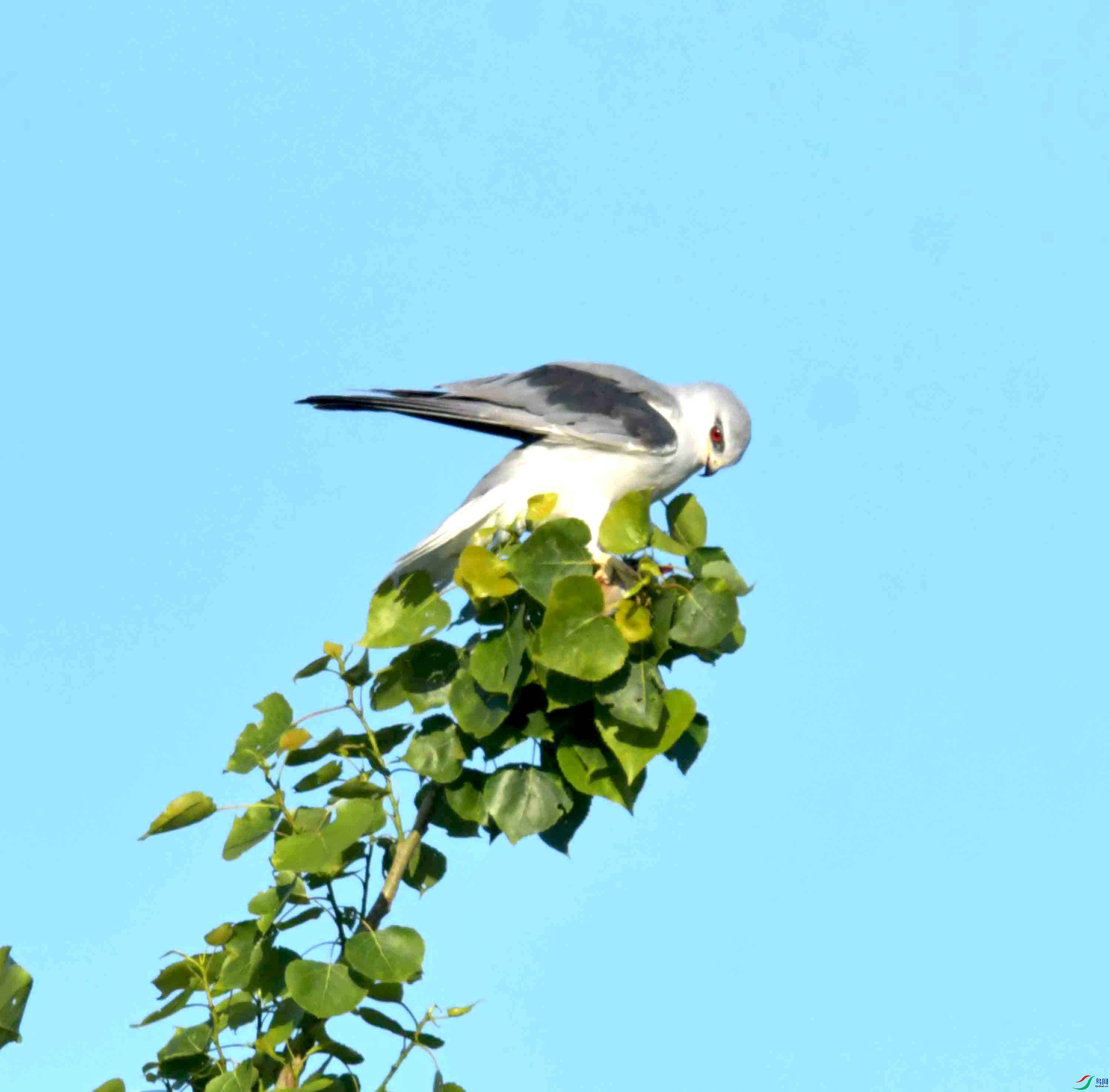 DSC_0695.JPG