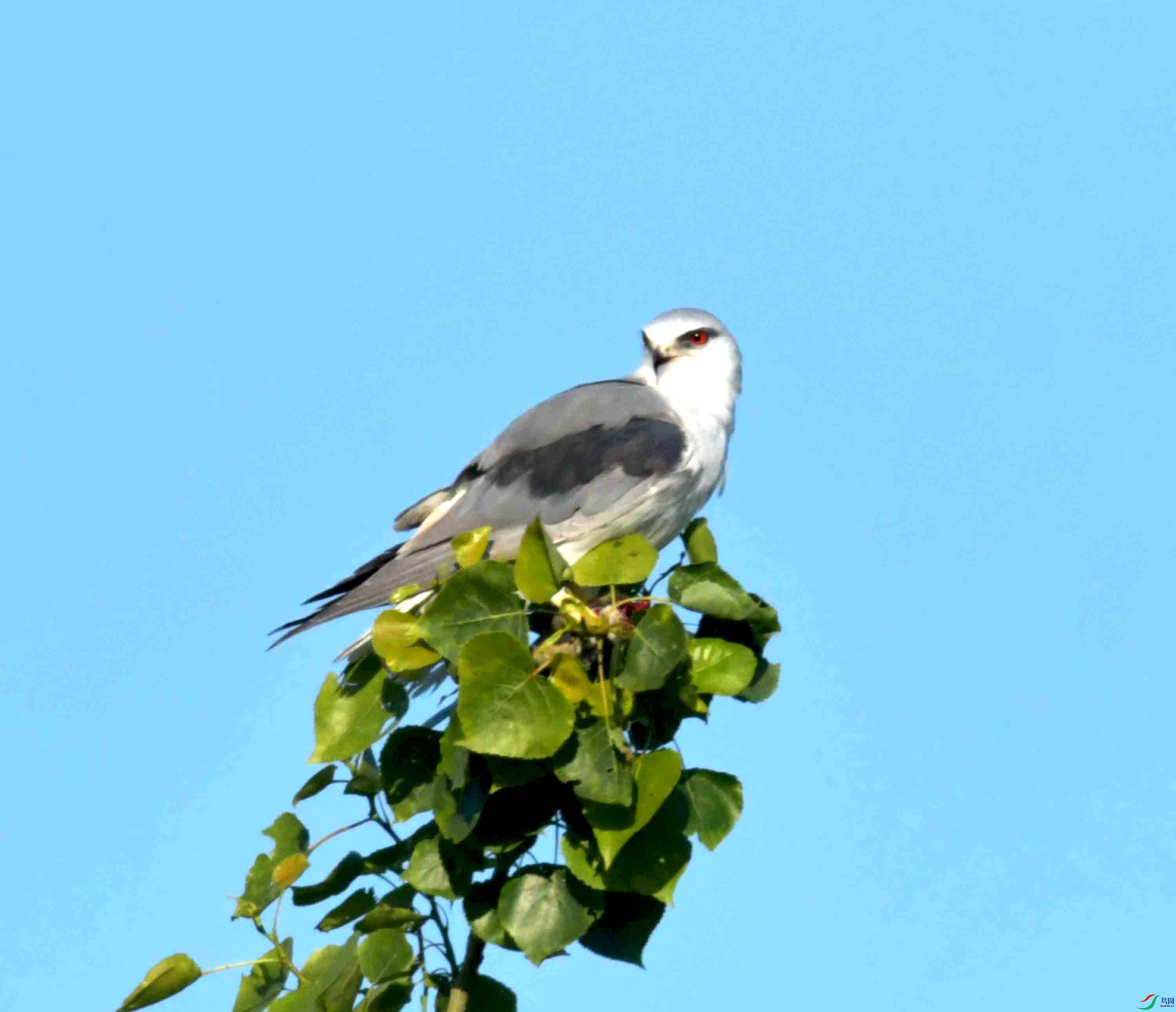 DSC_0701.JPG