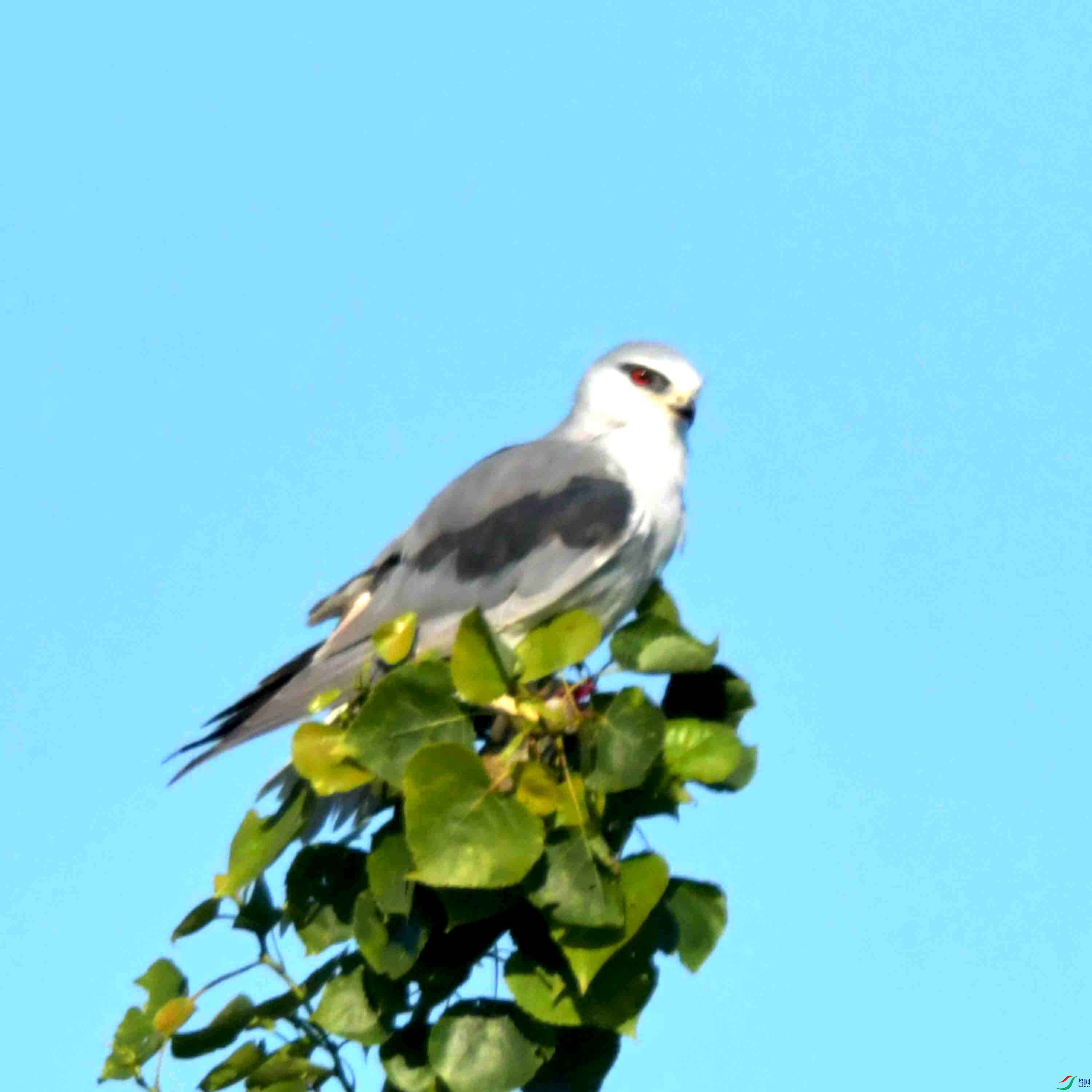 DSC_0706.JPG